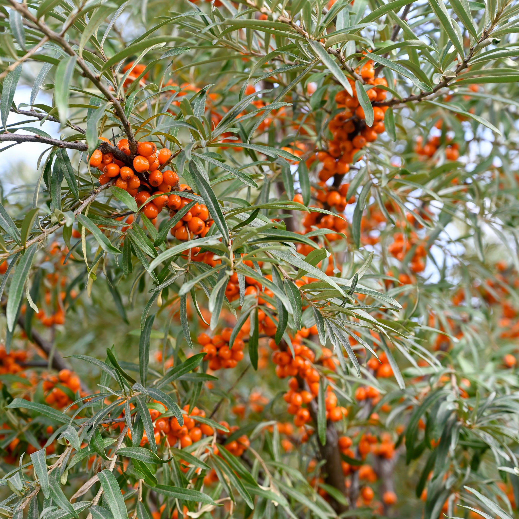Sanddorn 'Frugana'