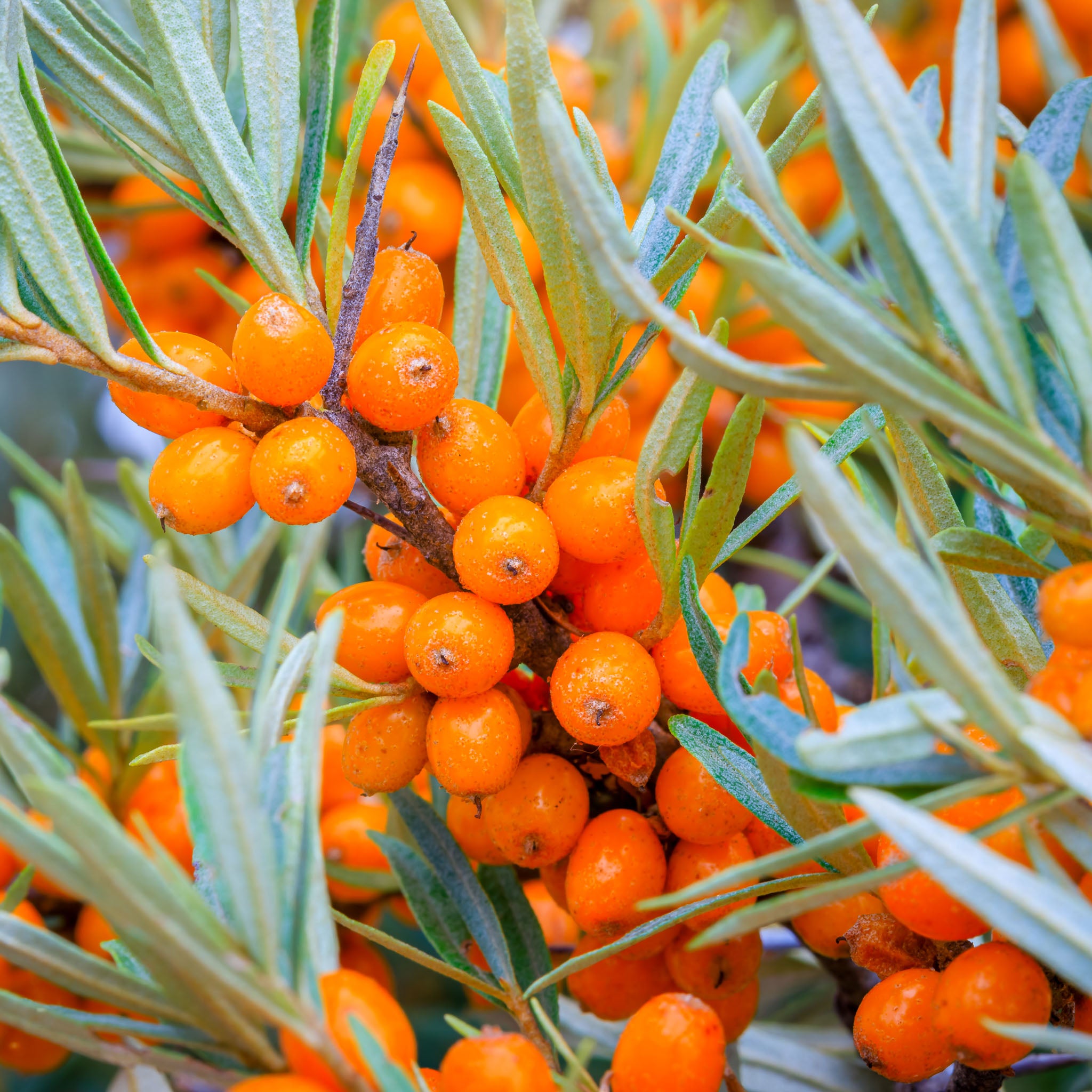 Sanddorn 'Orange Energy'