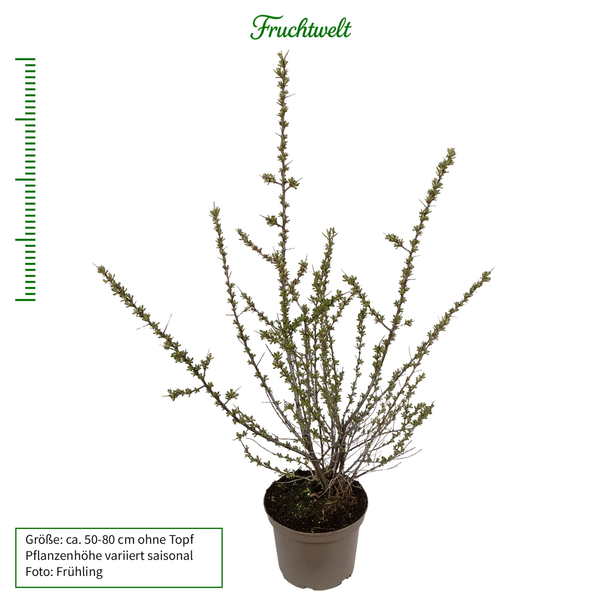 Sanddorn 'Frugana'