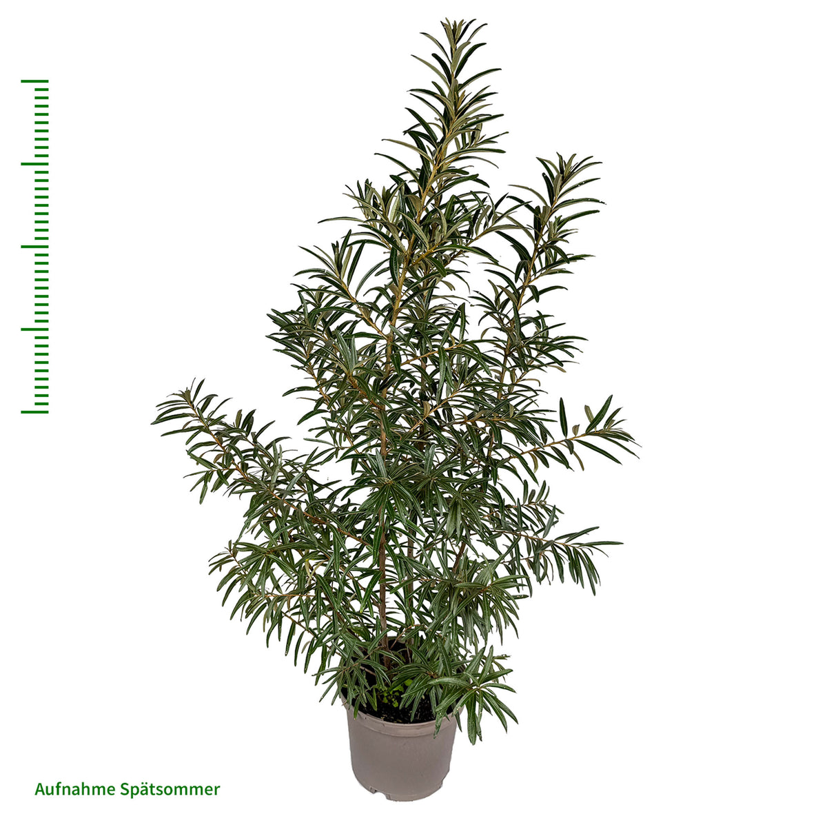 Sanddorn 'Julia'