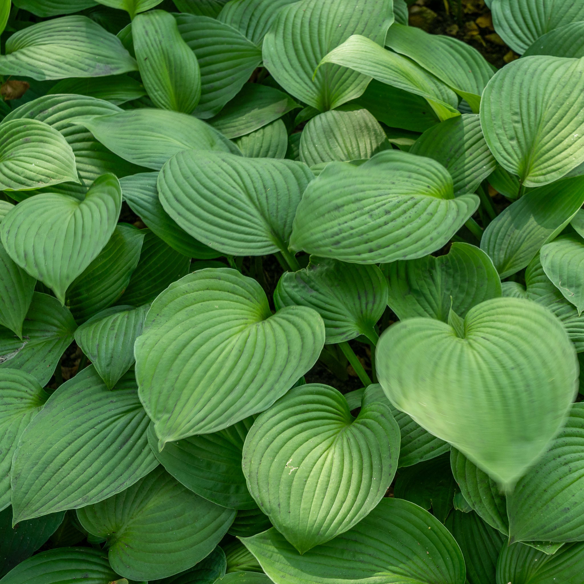 Hosta Glocken-Funkie