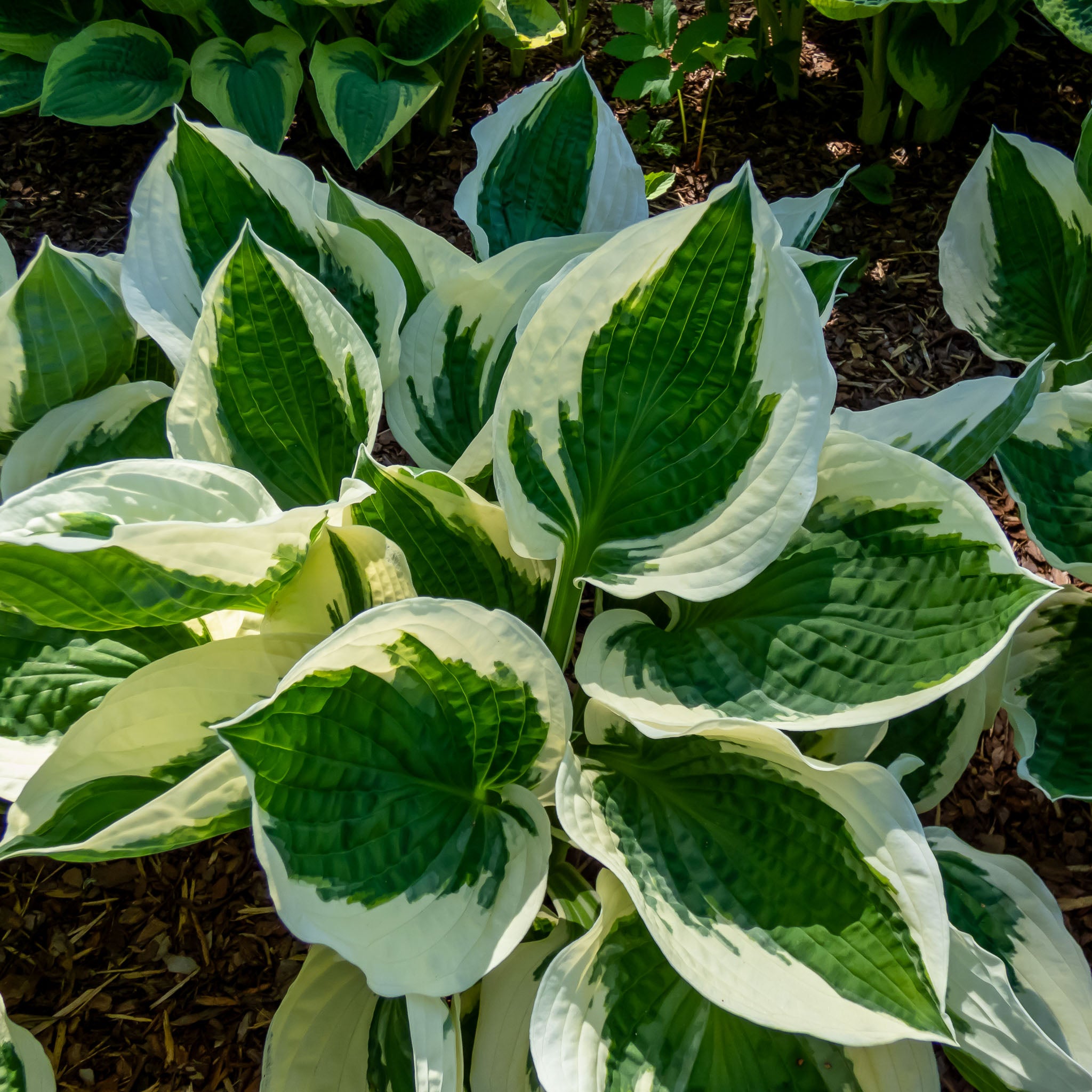 Hosta 'Patriot'