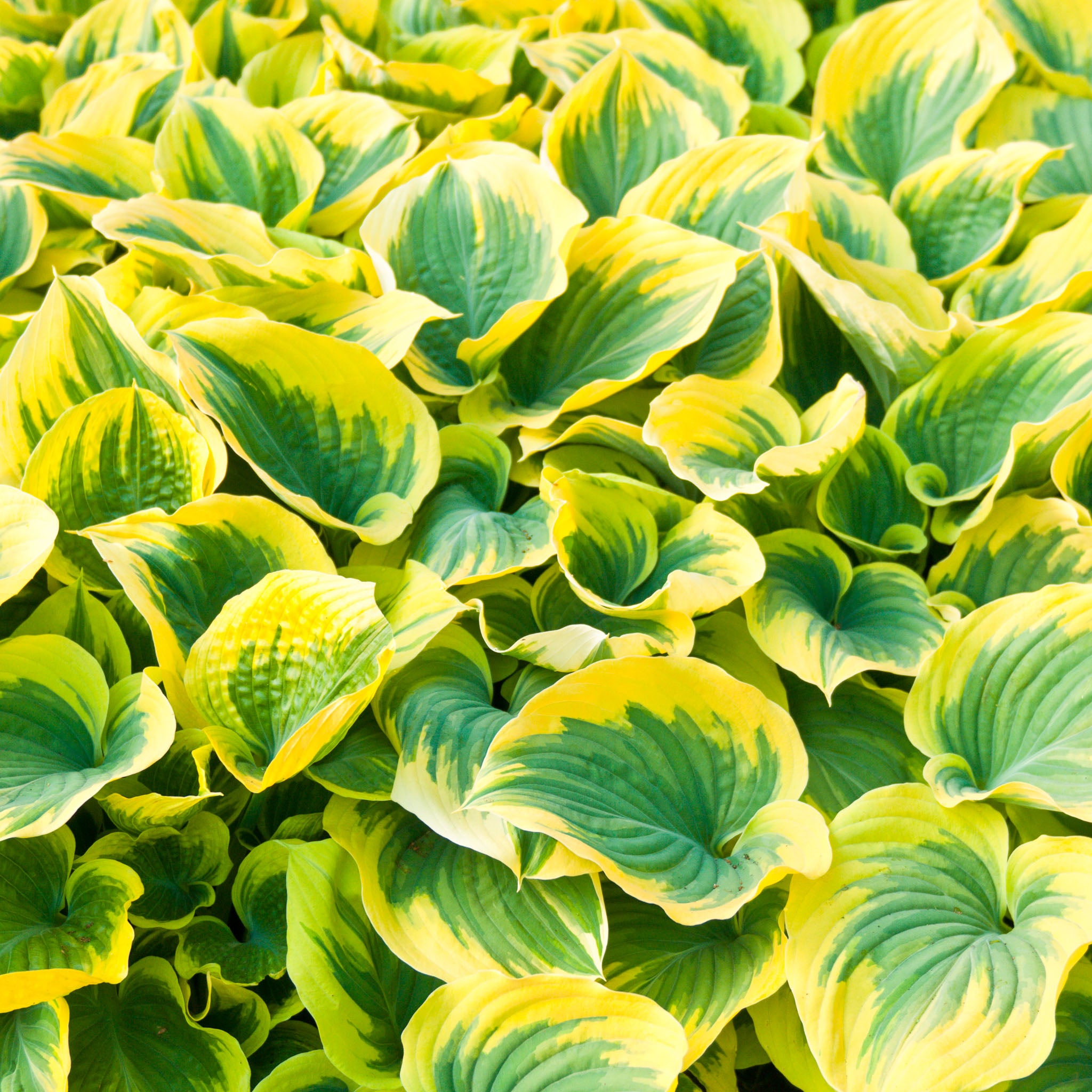 Hosta 'Sagae'