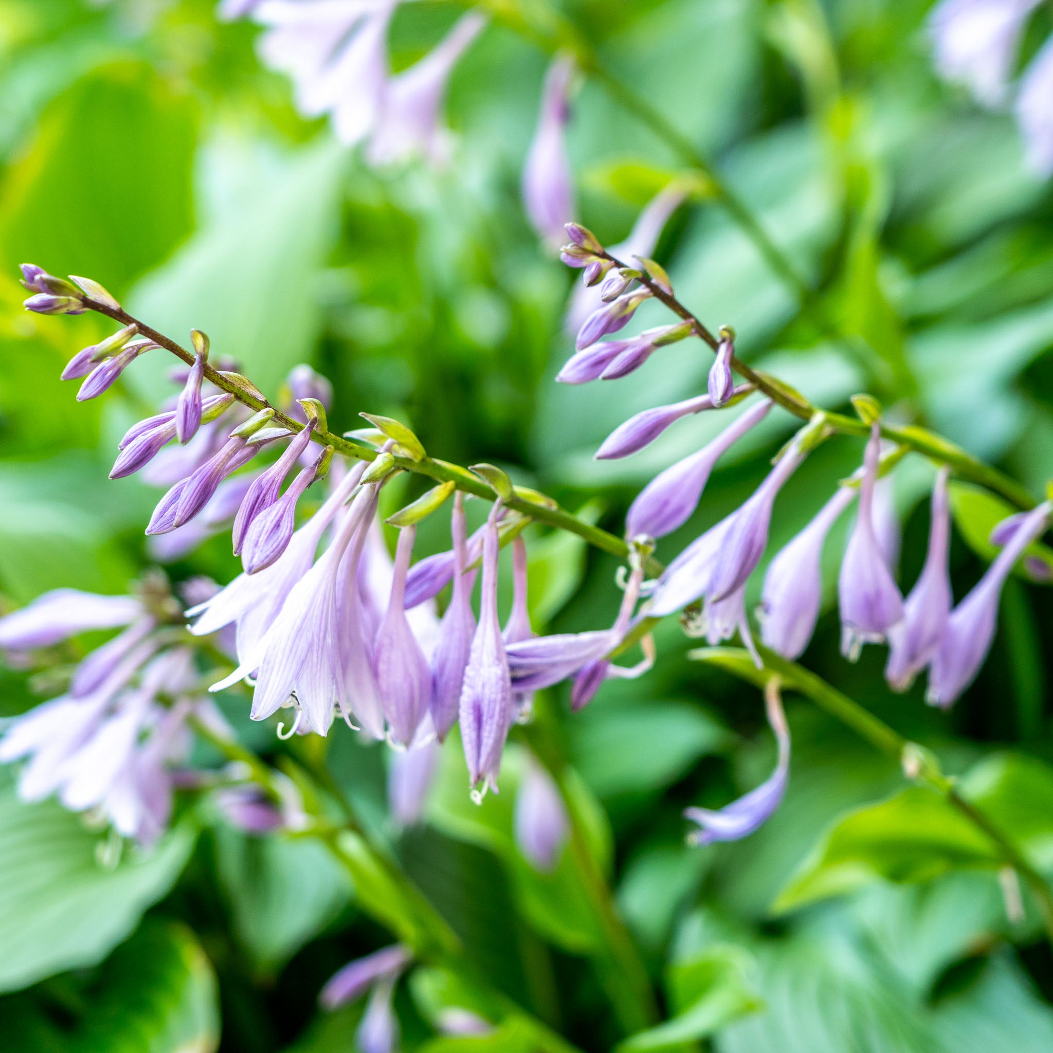 Hosta 'Sum and Substance'