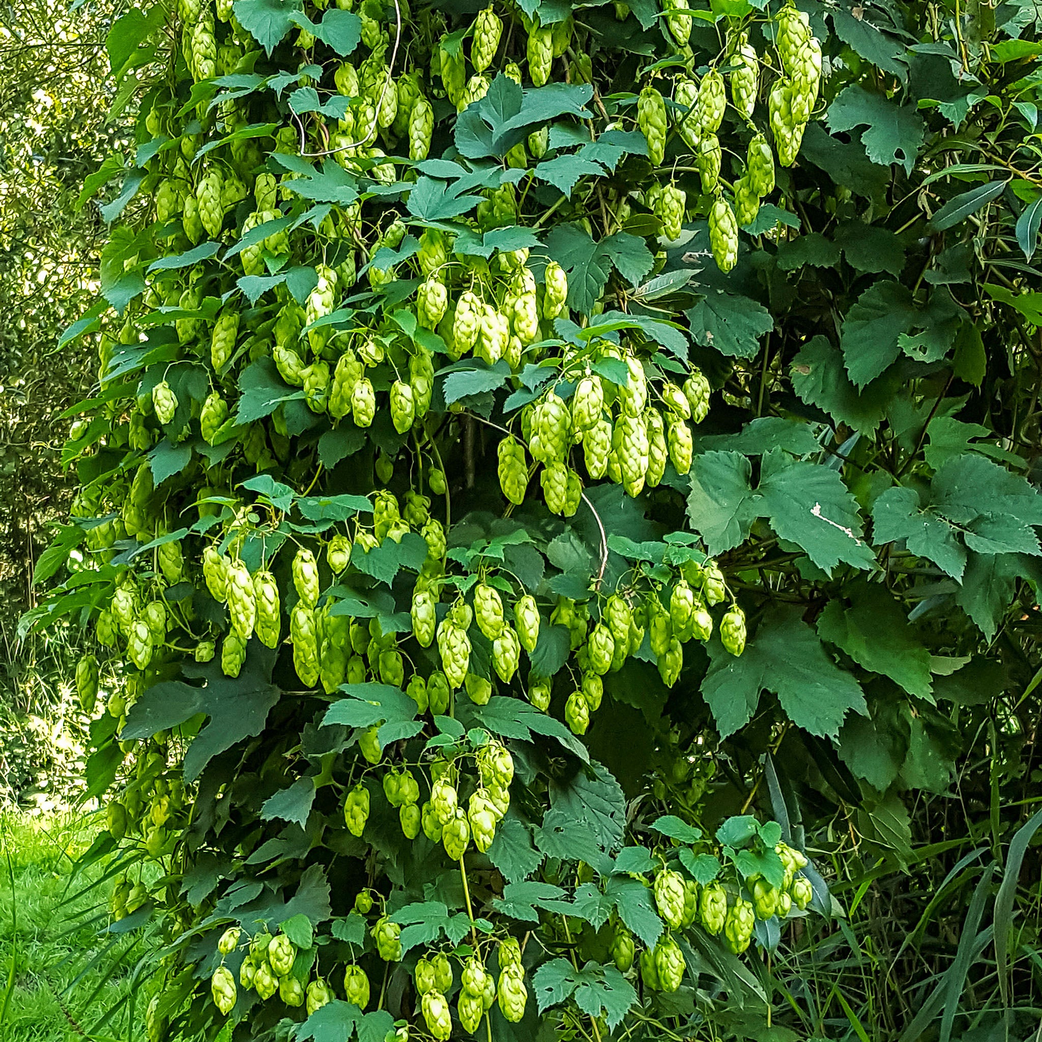 Aromahopfen 'Hallertauer Tradition'