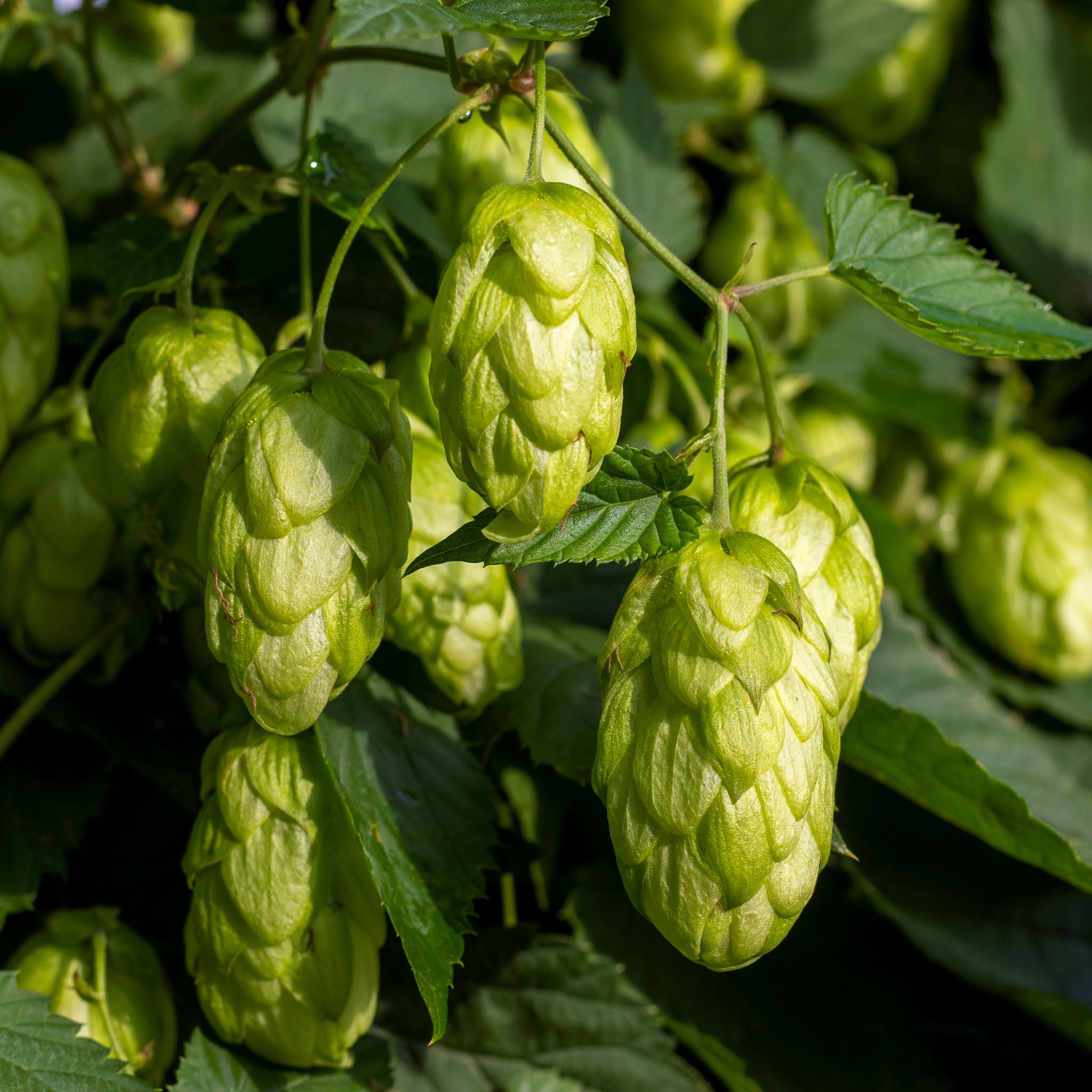 Aromahopfen 'Hallertauer Tradition'