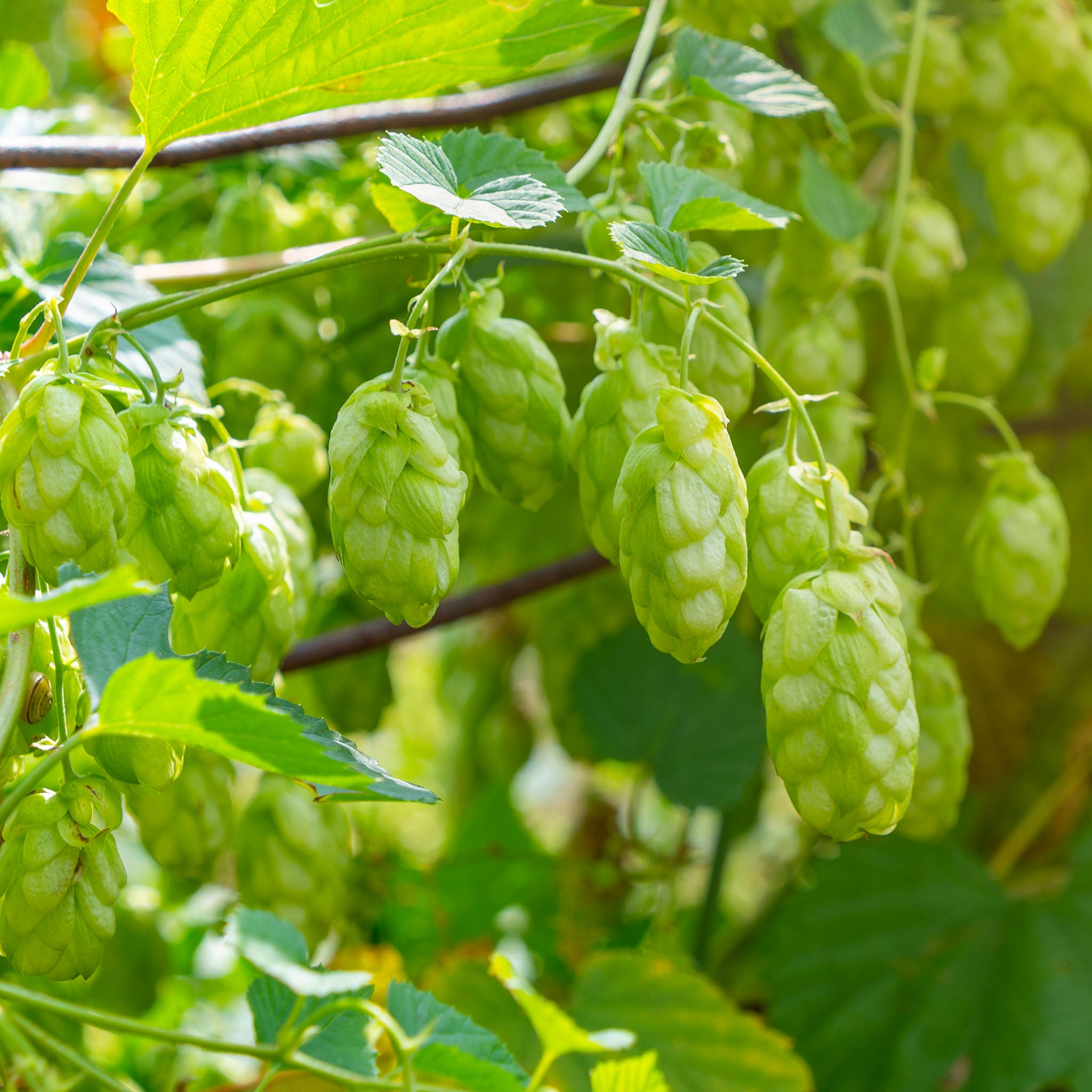 Aromahopfen 'Hallertauer Tradition'