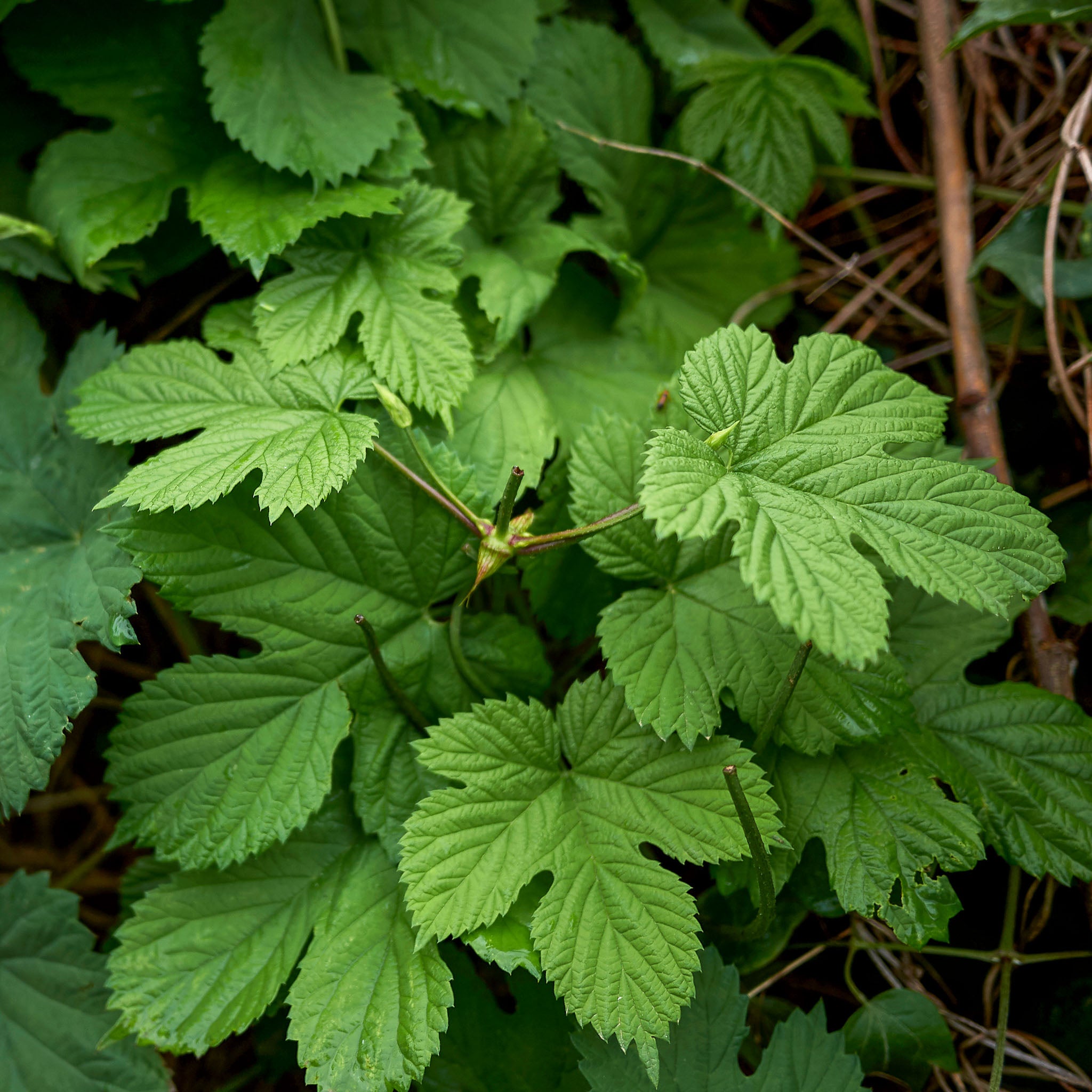 Aromahopfen 'Opal'
