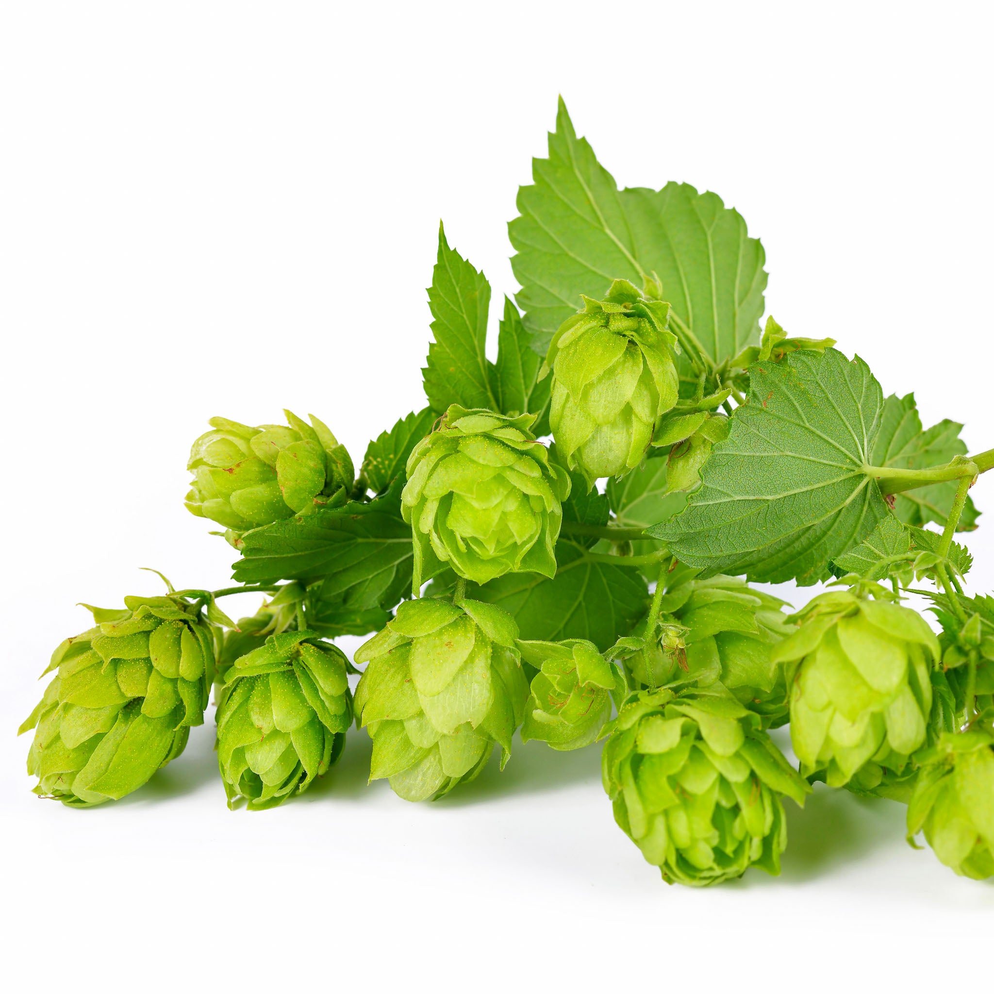 Aromahopfen 'Opal'