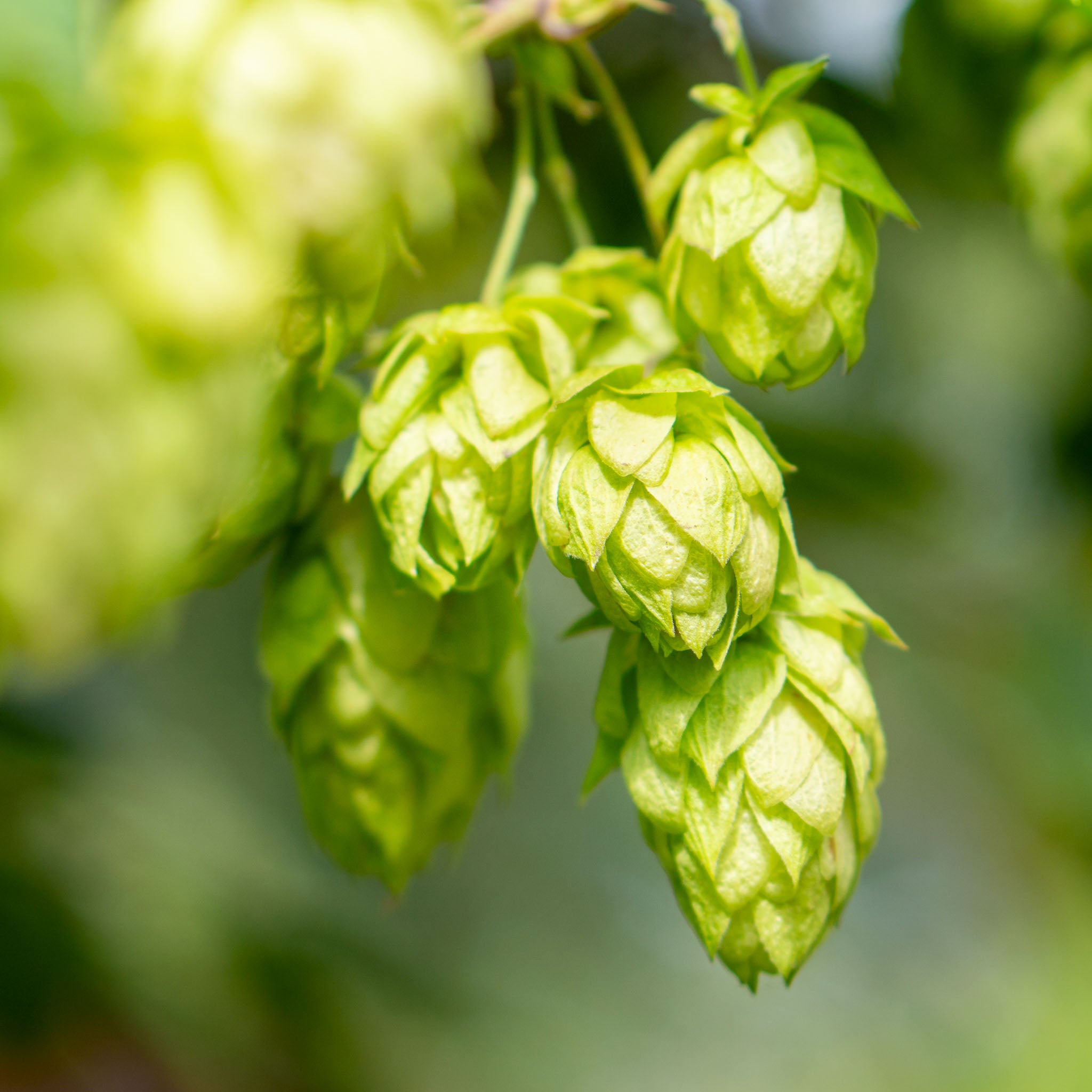 Aromahopfen 'Pure'