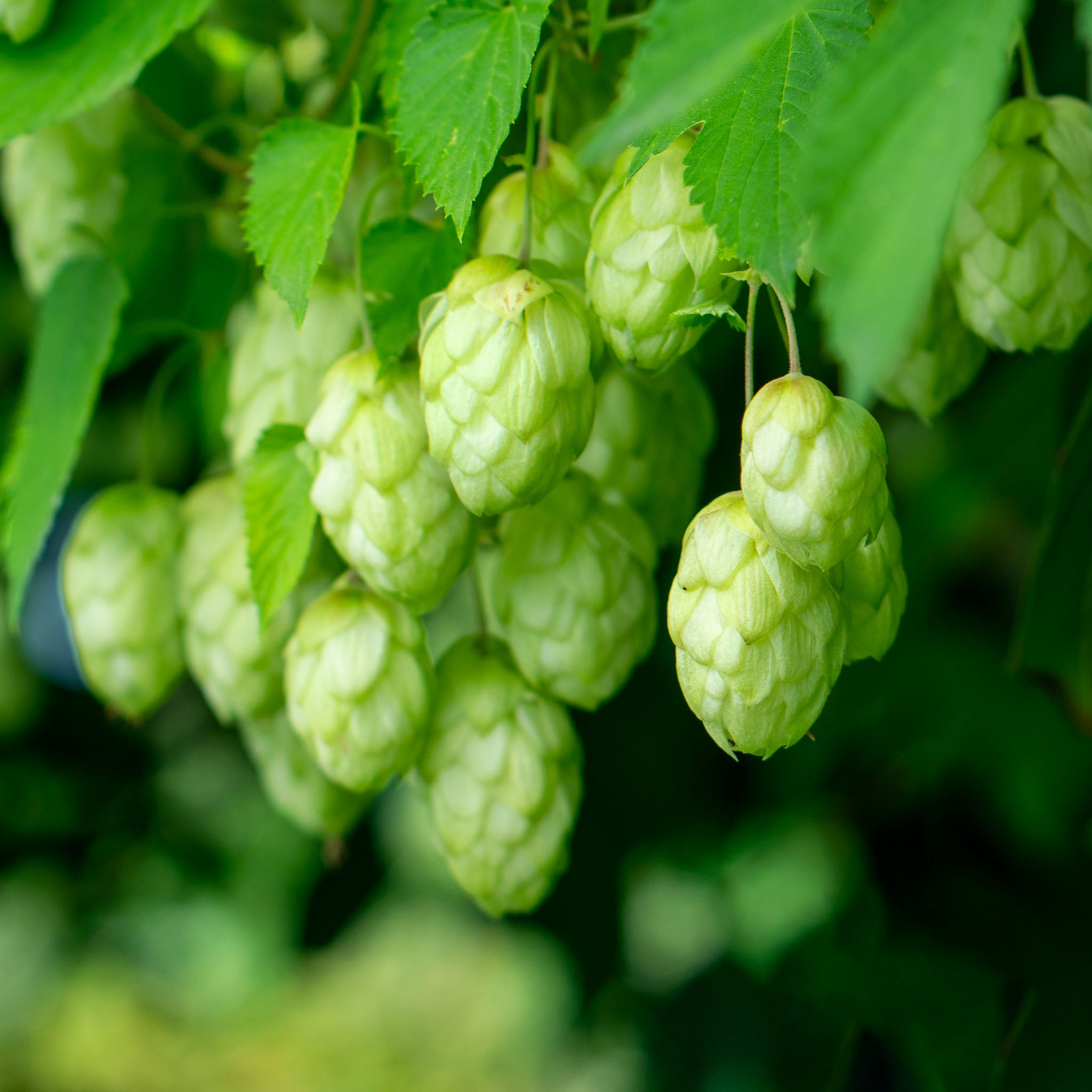 Aromahopfen 'Pure'