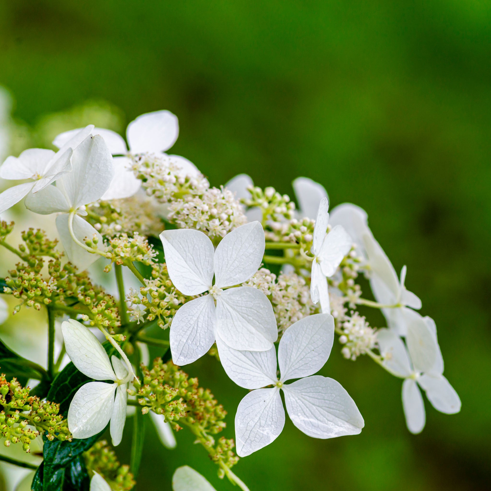 Kletter-Hortensie
