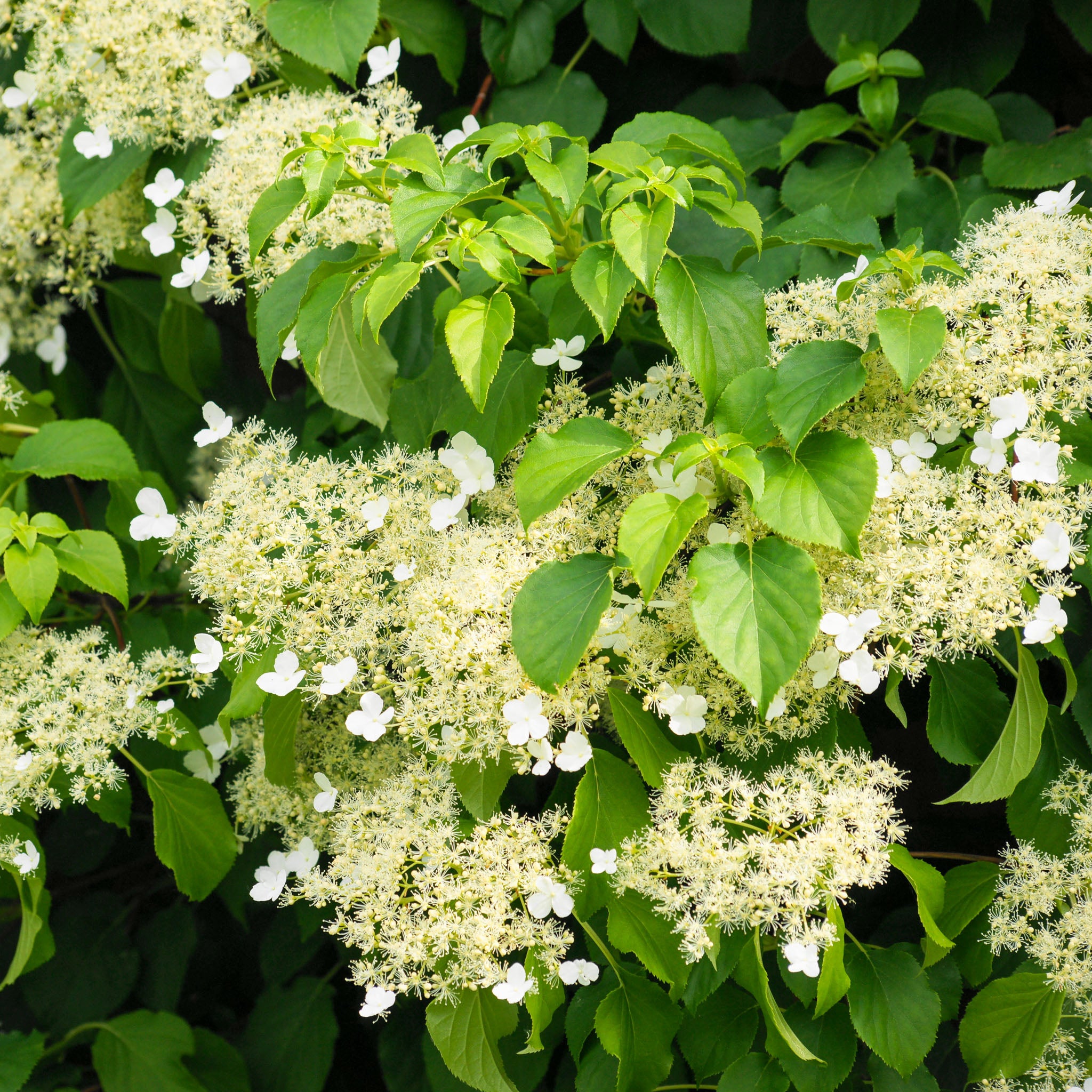 Kletter-Hortensie