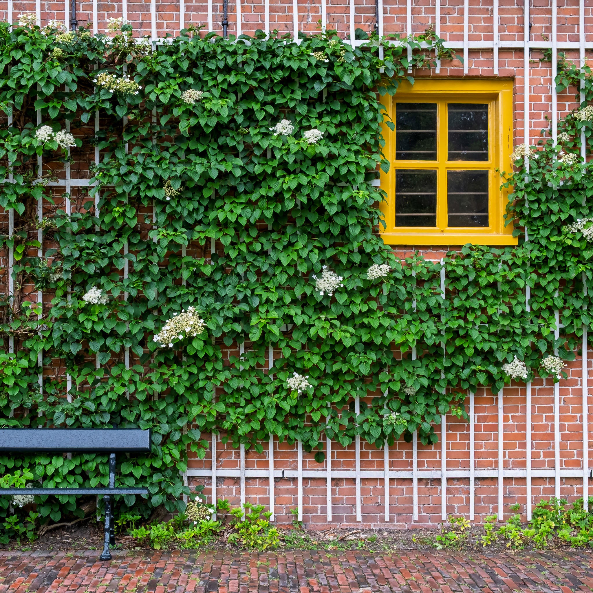 Kletter-Hortensie