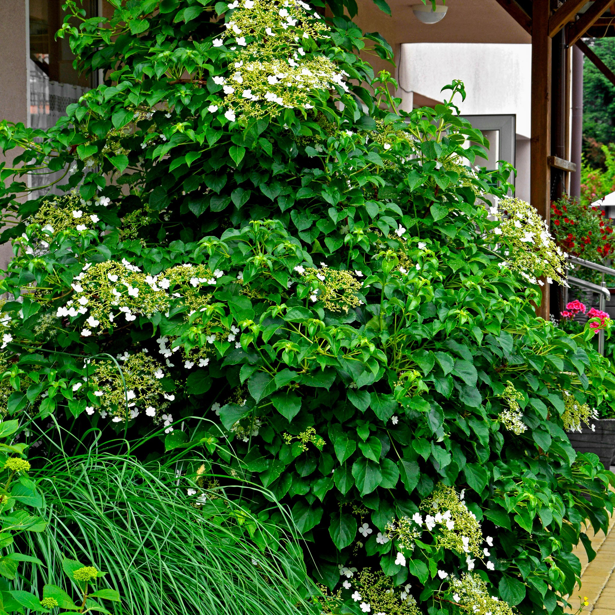 Kletter-Hortensie
