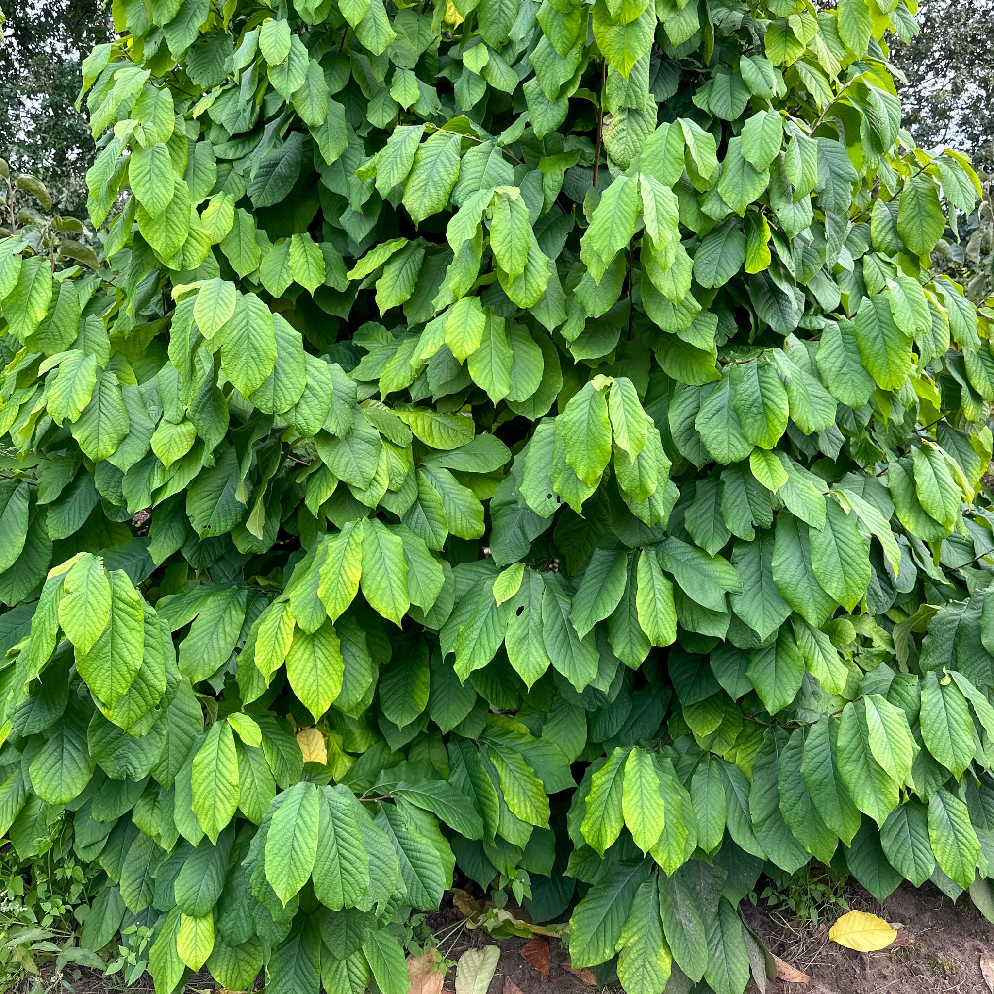 Pawpaw 'Rebecca's Gold'