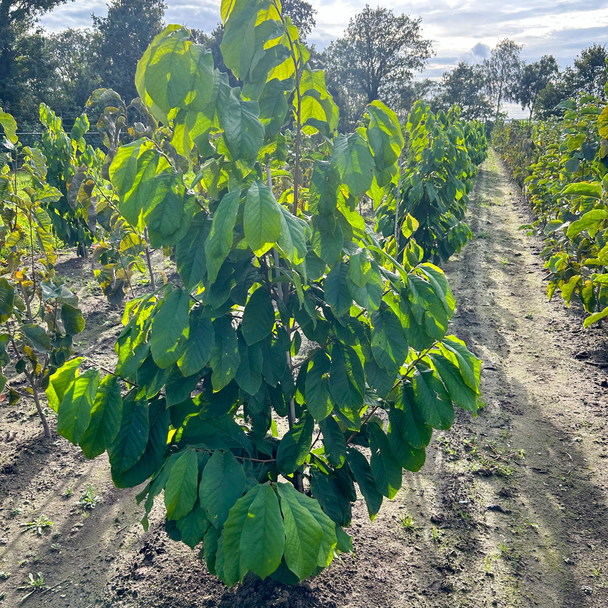 Pawpaw 'Summer Delight'