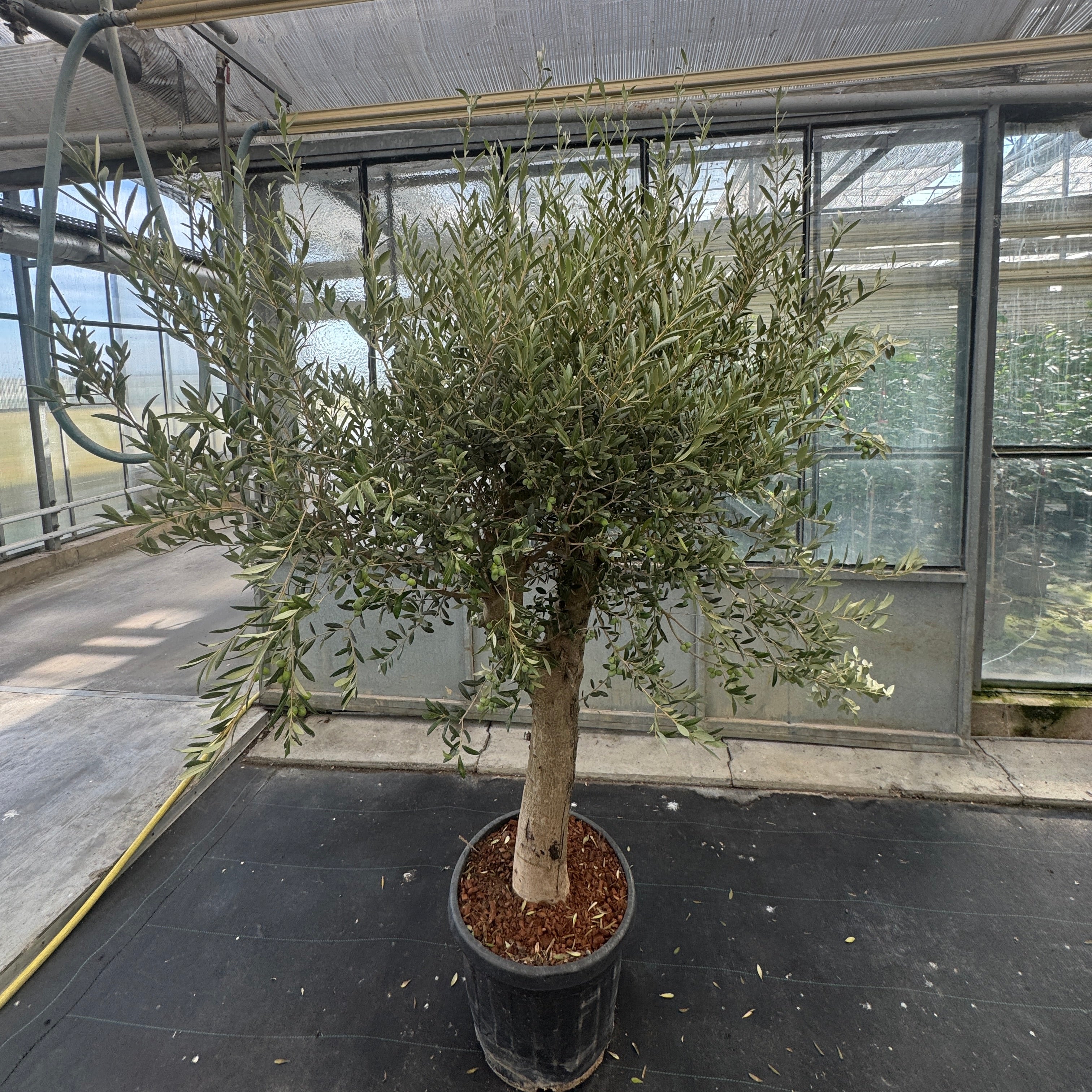 Olivenbaum Solitär XL