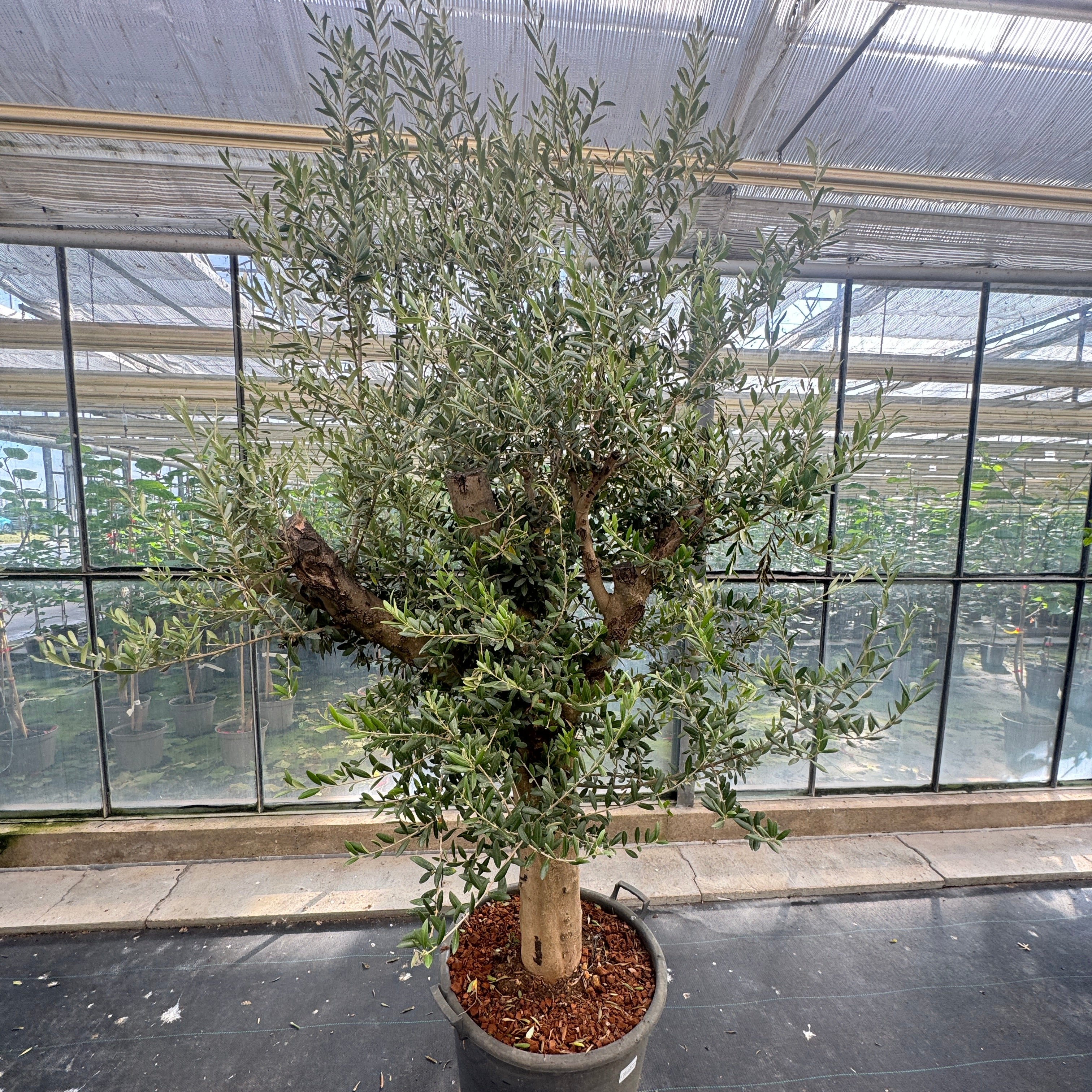 Olivenbaum Solitär XXL