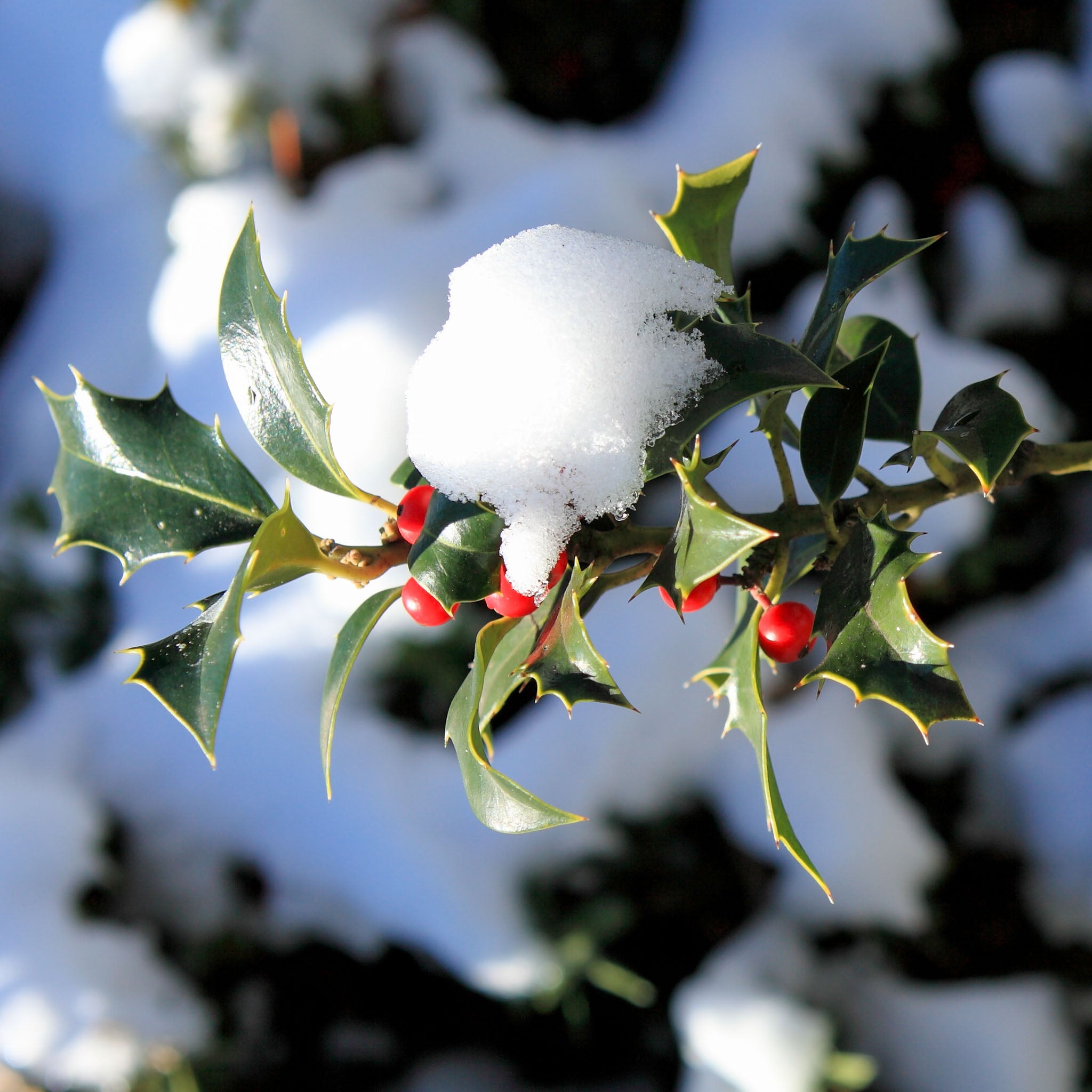 Stechpalme Ilex - Solitärstrauch