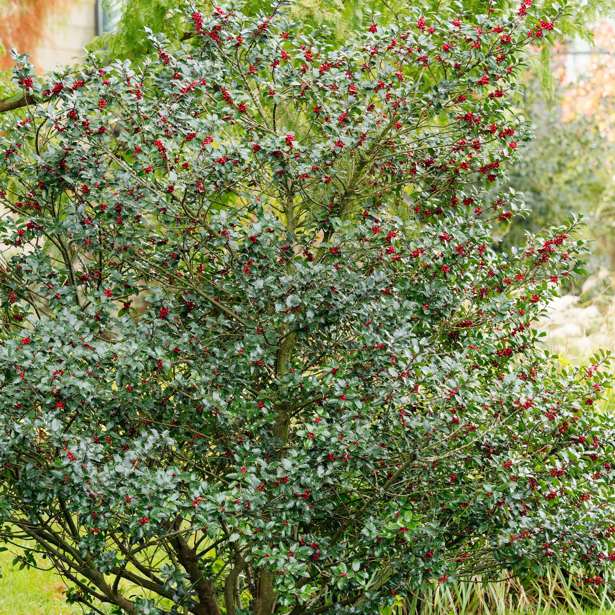 Stechpalme Ilex - Solitärstrauch