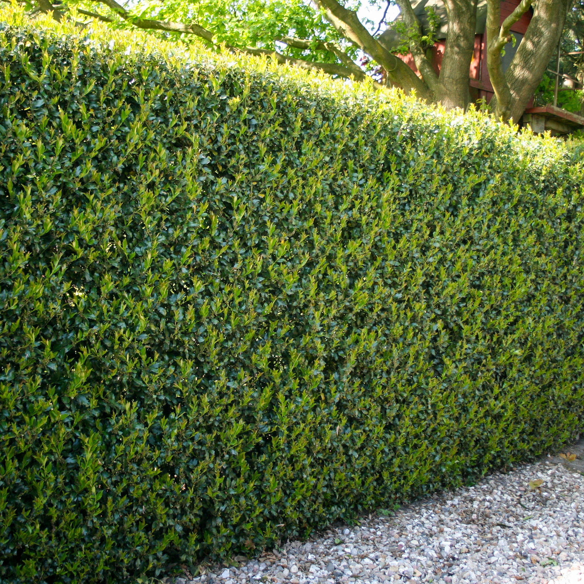 Stechpalme Ilex - Solitärstrauch