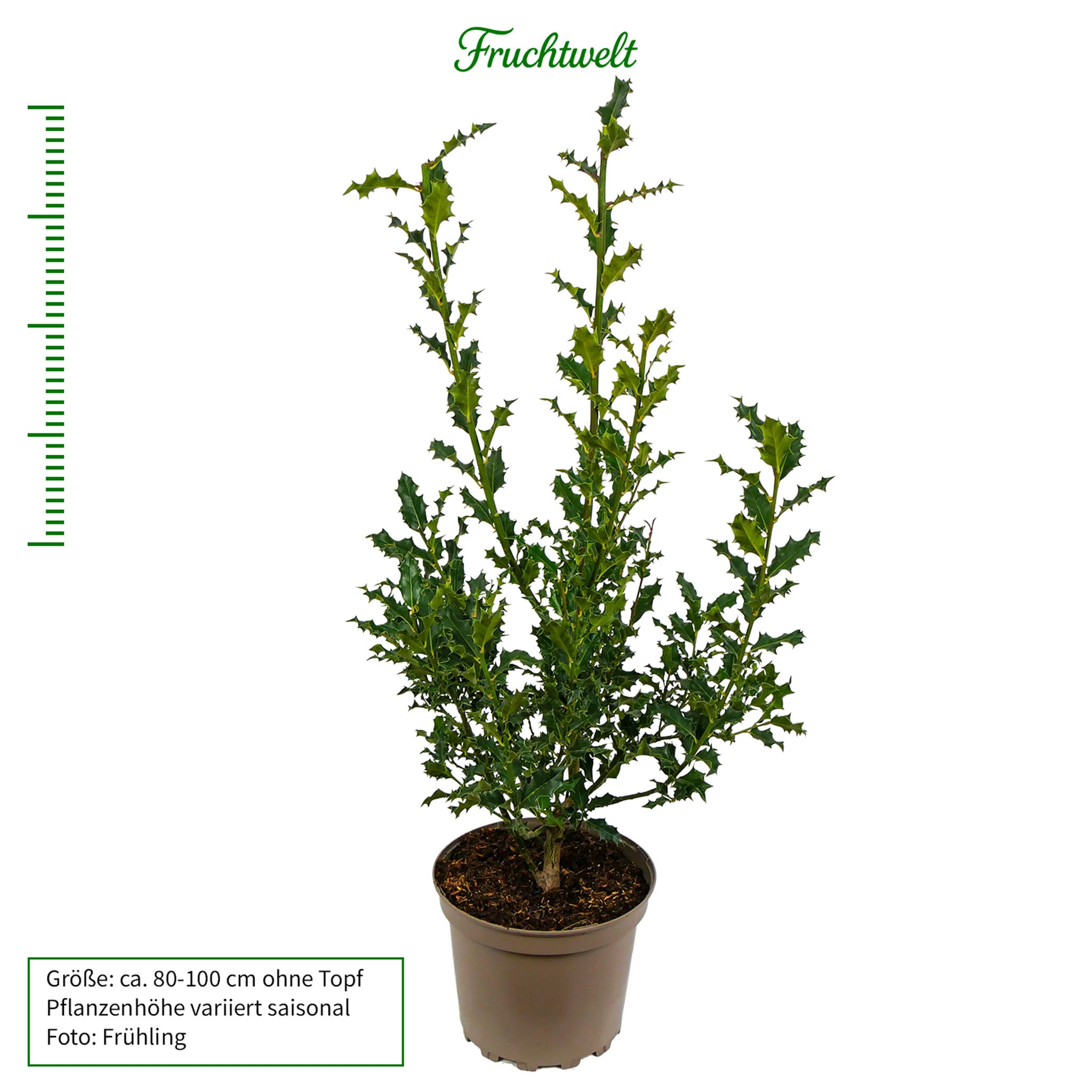 Stechpalme Ilex - Solitärstrauch