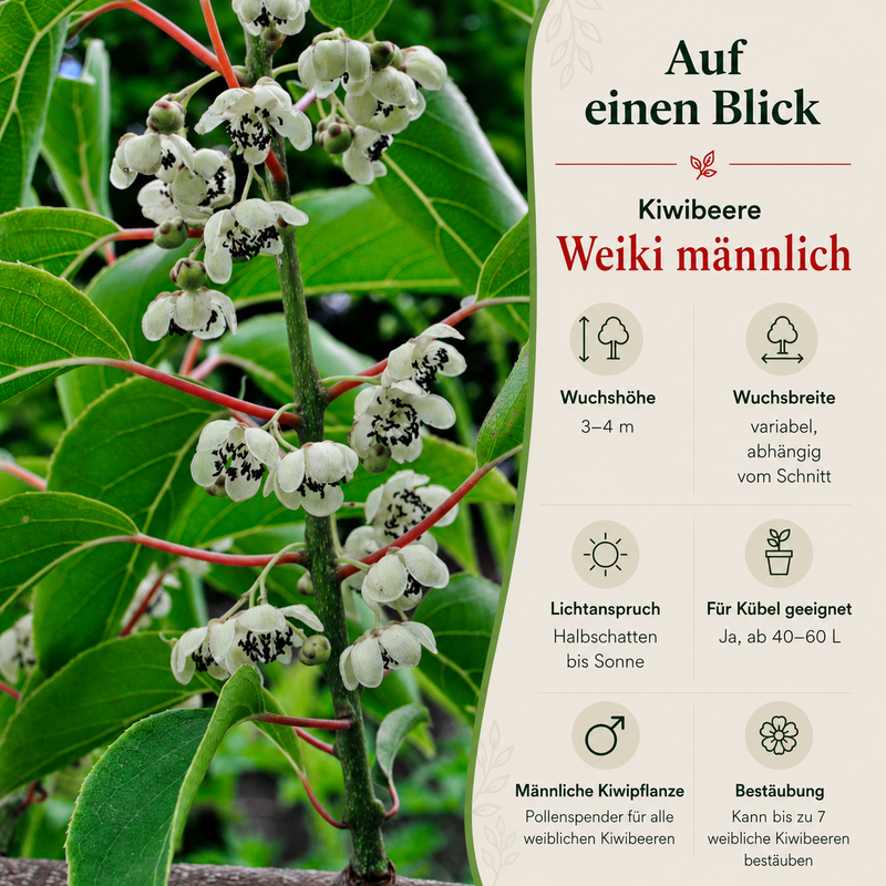 Kiwibeere Bestäuber 'Weiki männlich'