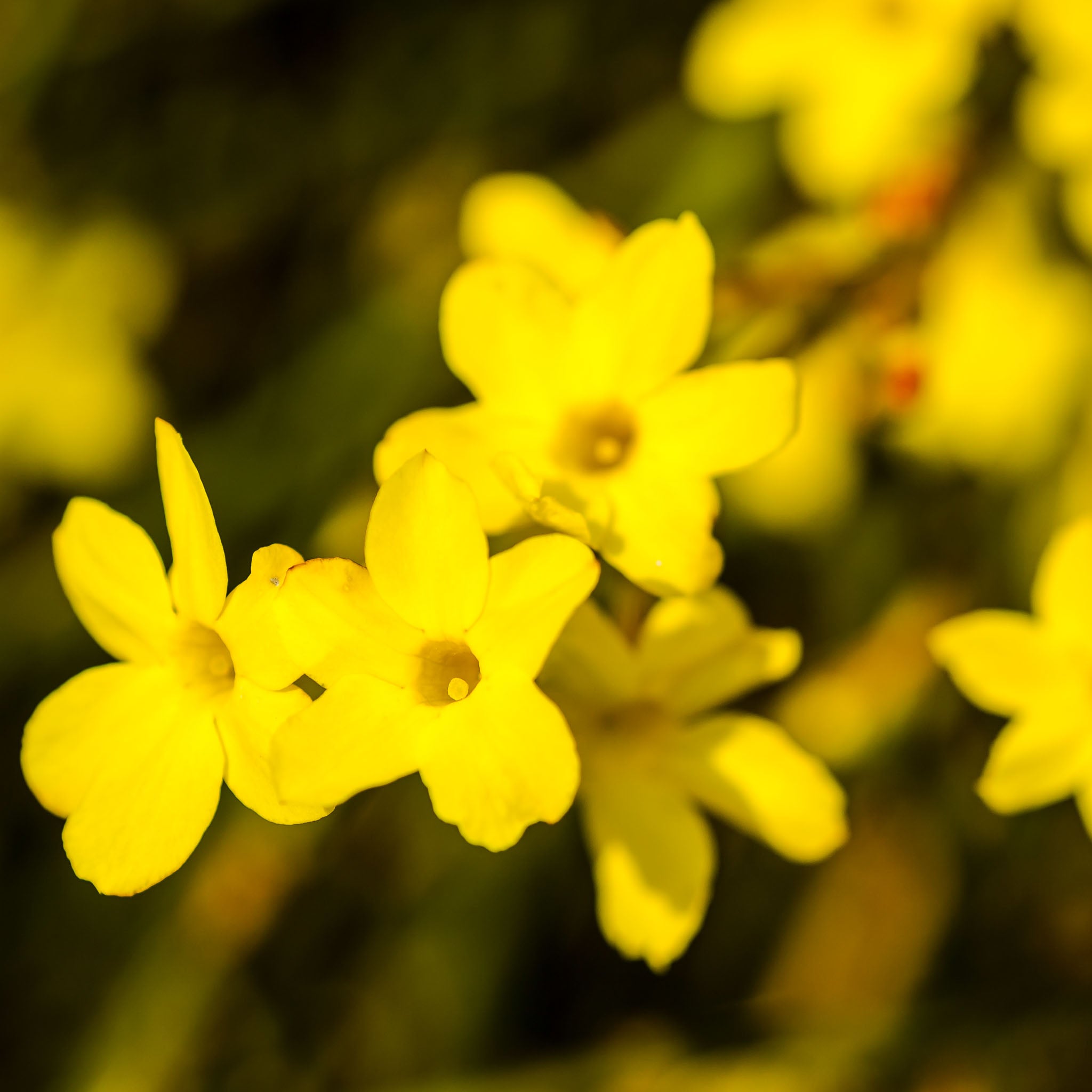 Winterjasmin