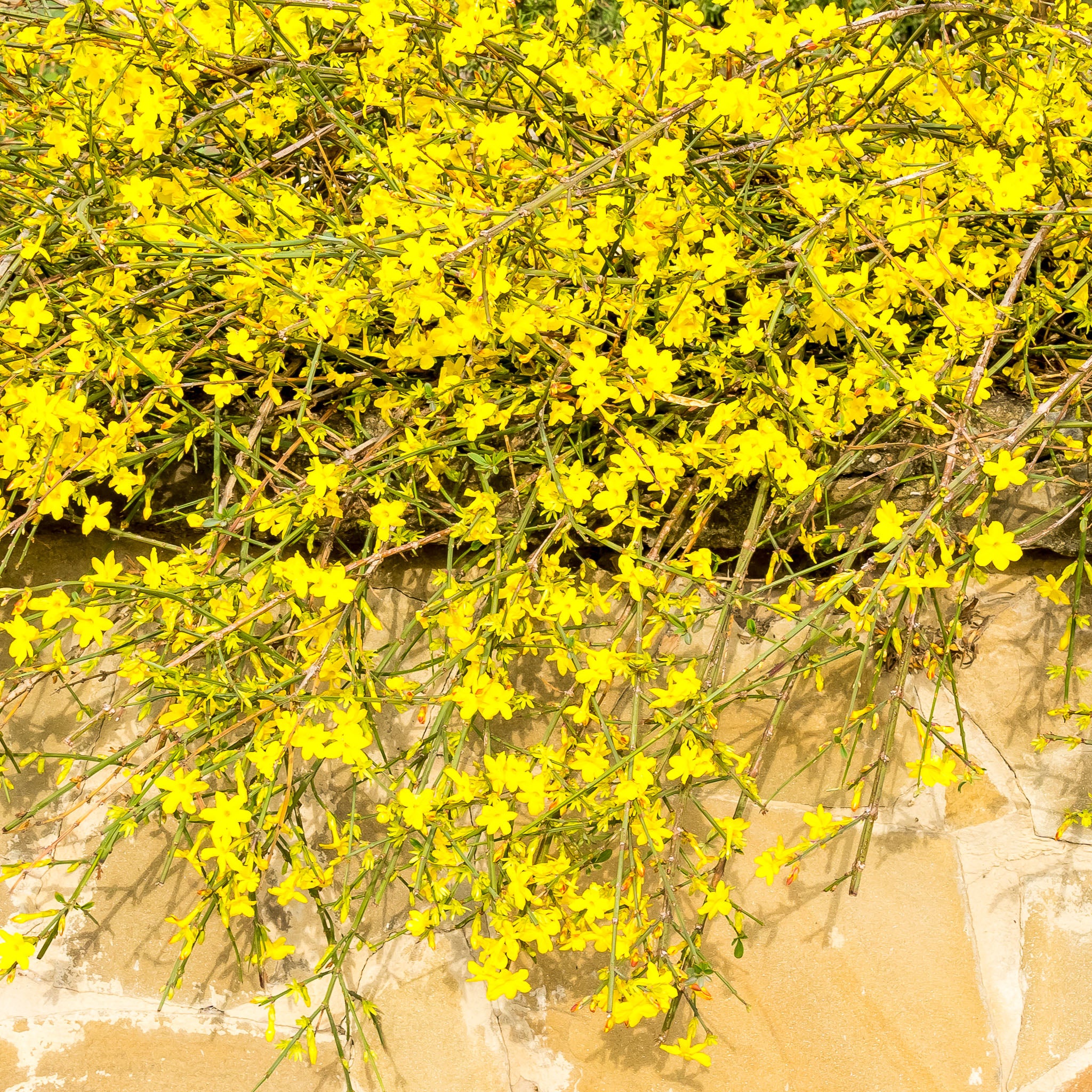 Winterjasmin