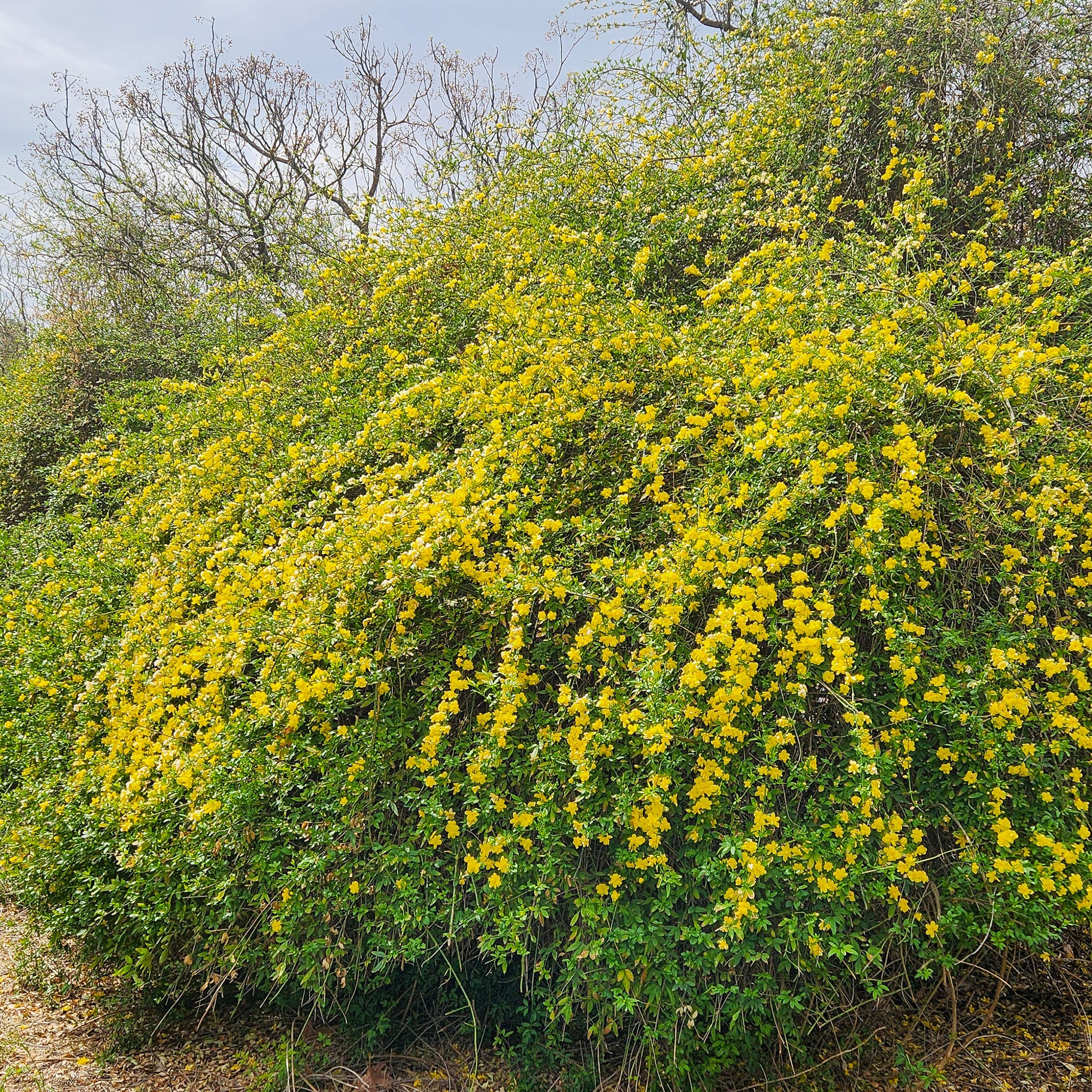 Winterjasmin