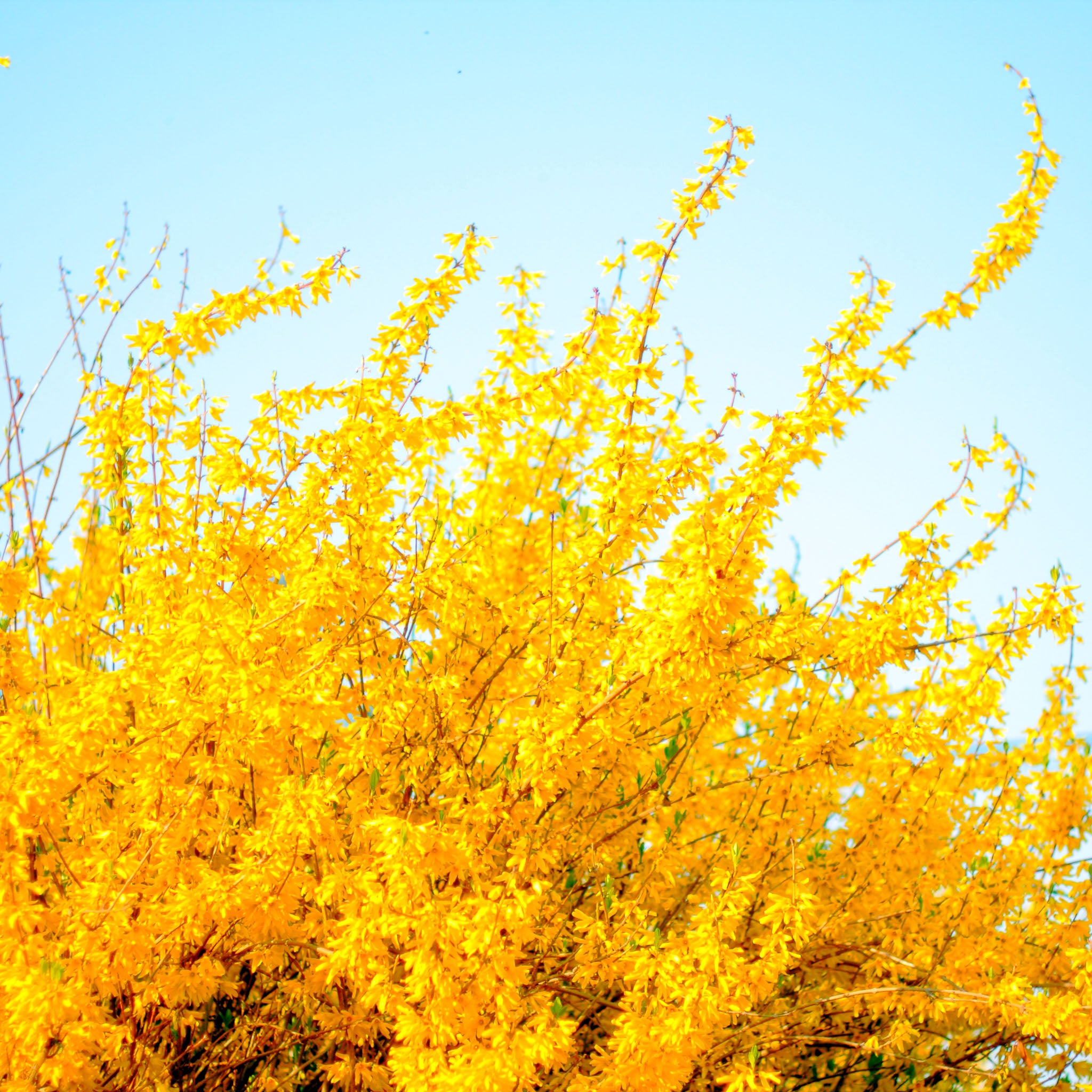 Winterjasmin