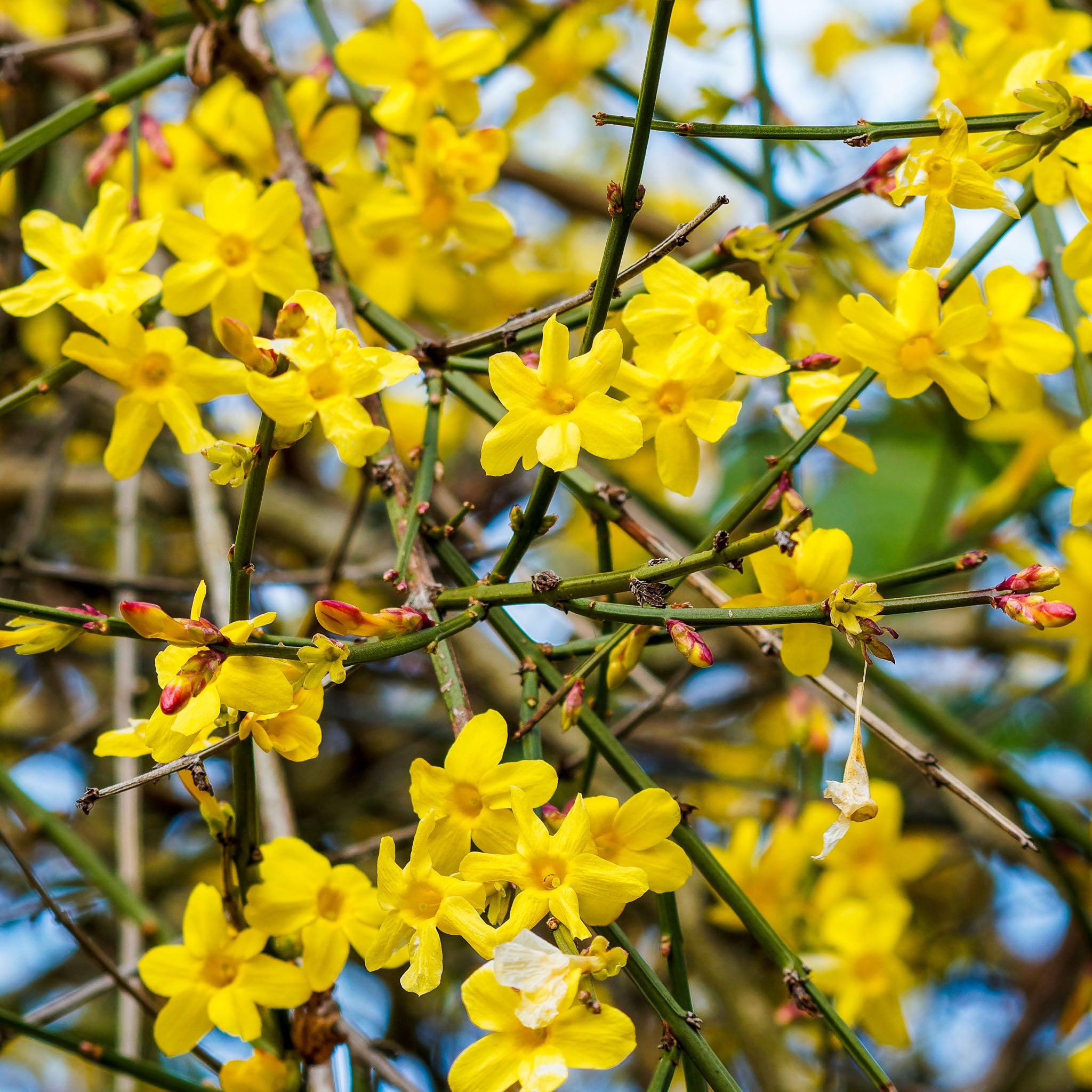 Winterjasmin