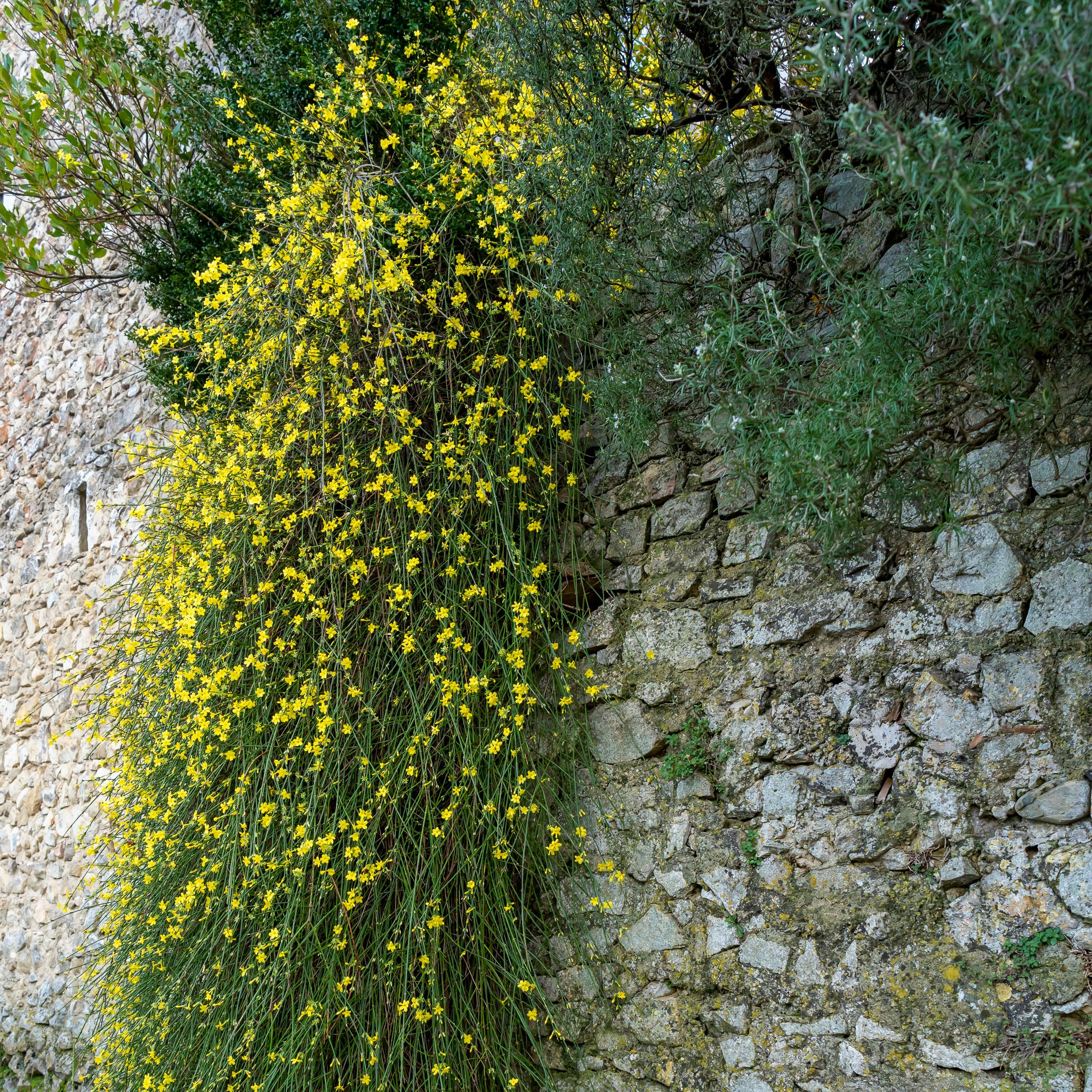 Winterjasmin