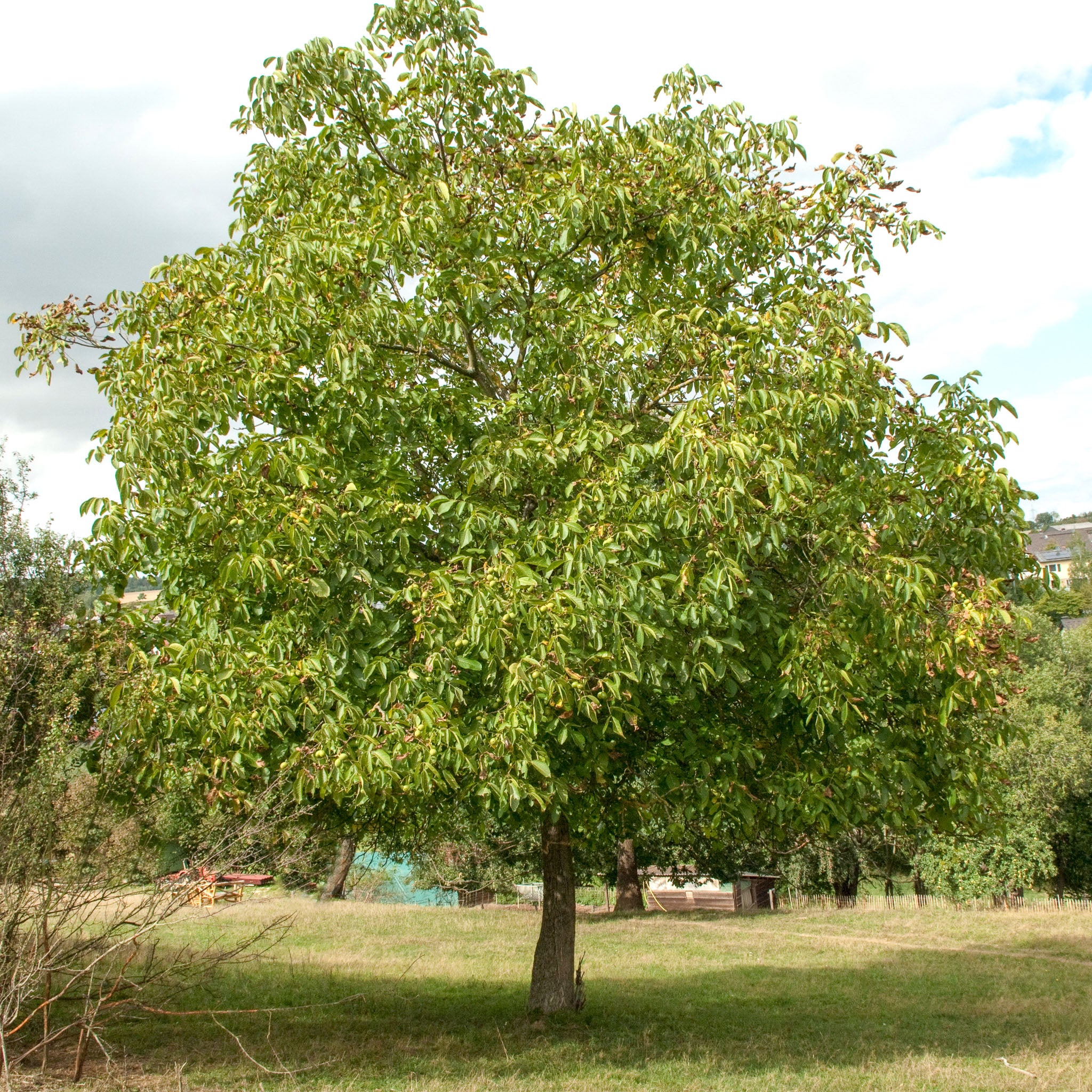 Walnuss 'Lange van Lod'