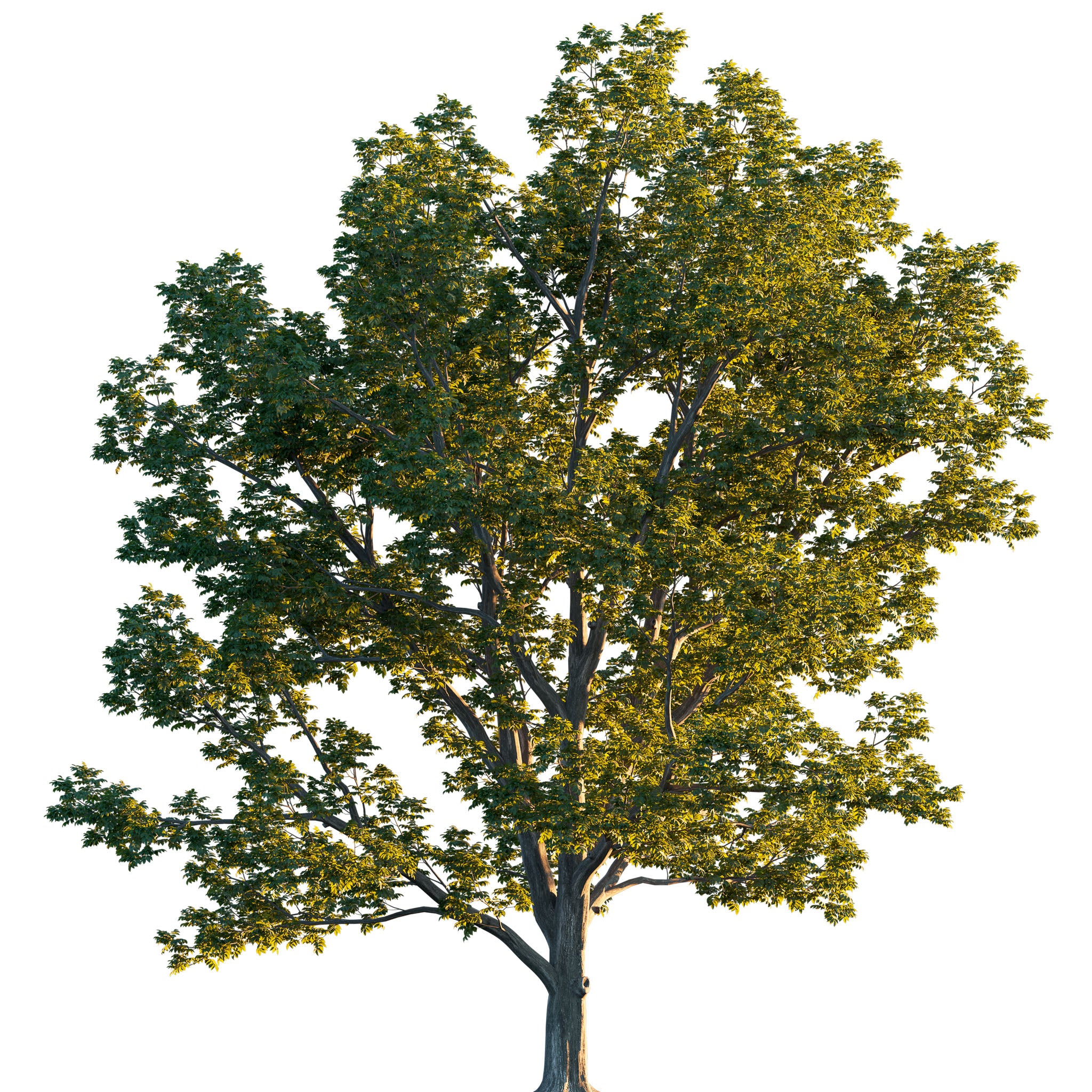 Schwarznuss - Solitärbaum