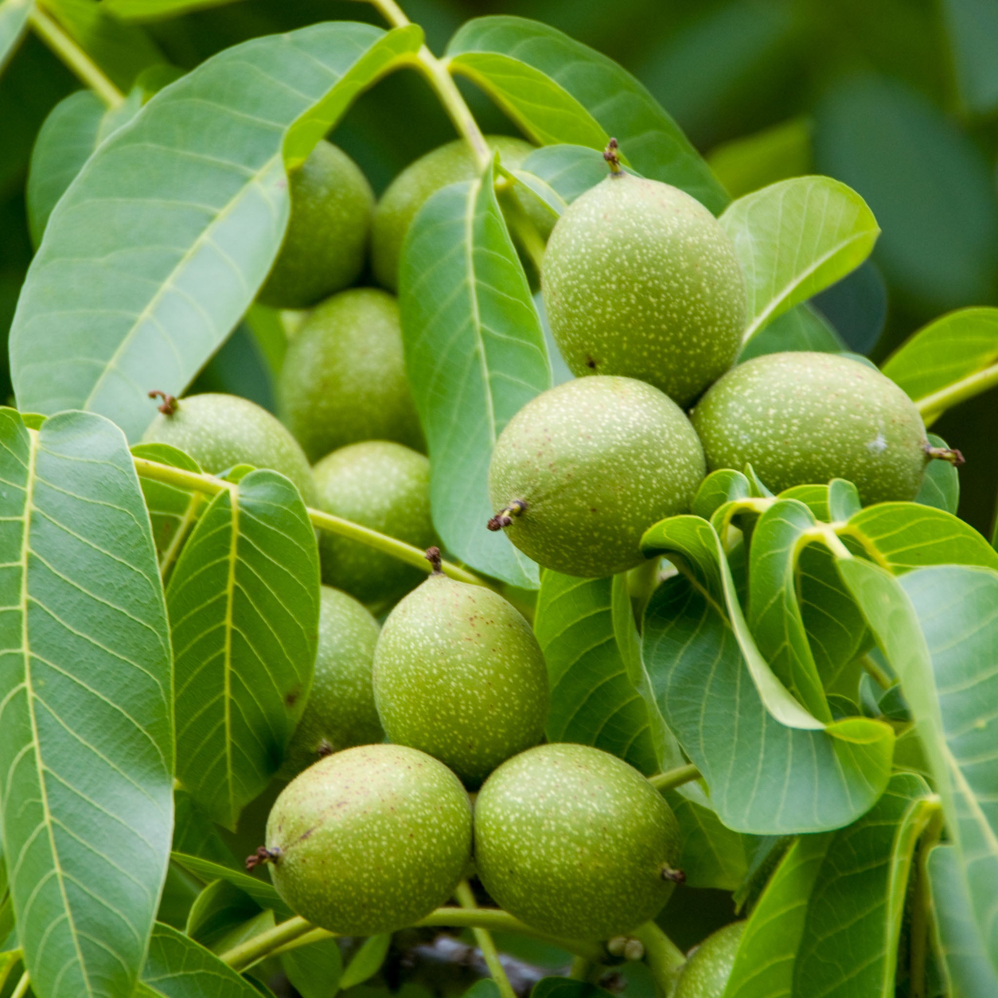 Walnuss 'Fernor®'
