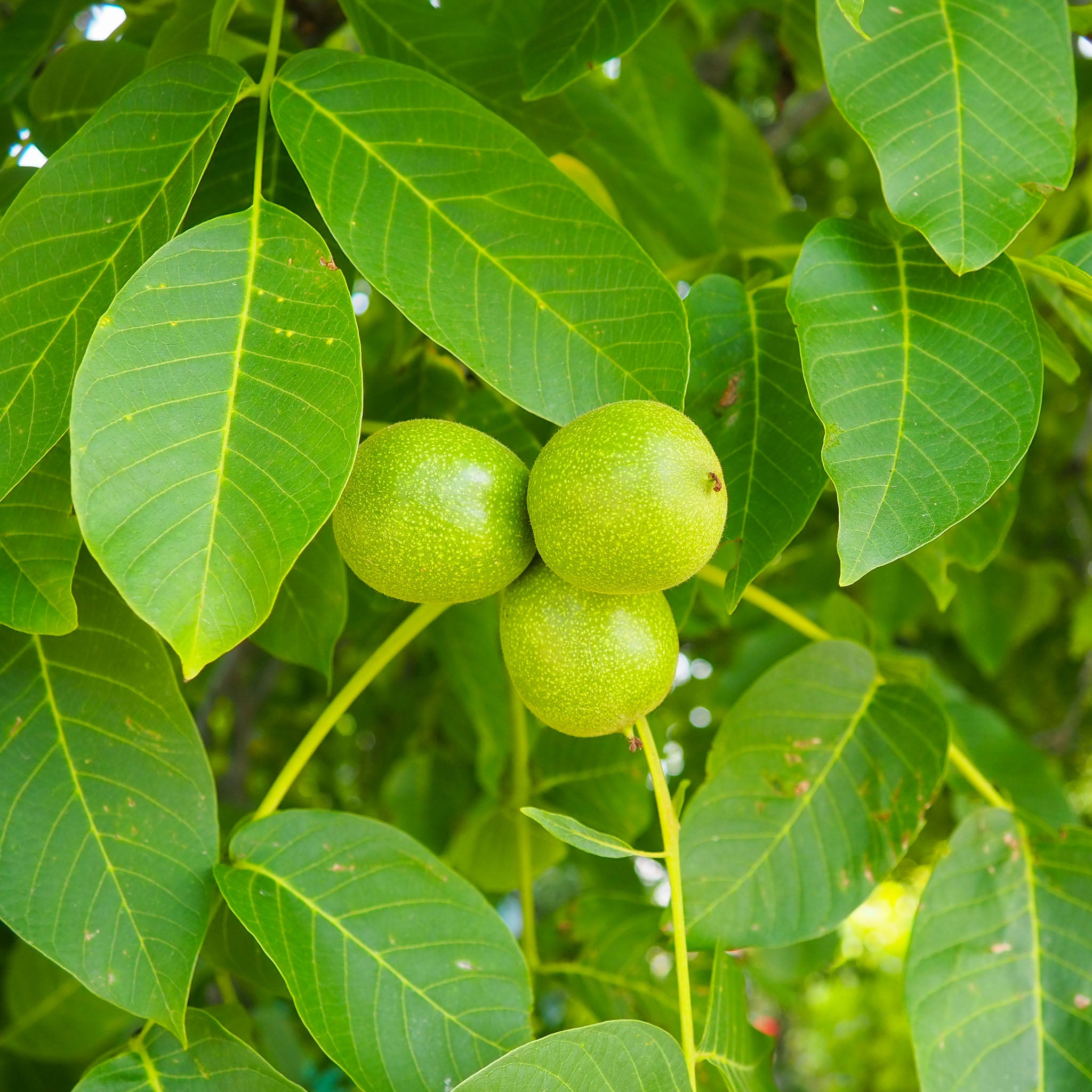 Walnuss 'Fertignac'