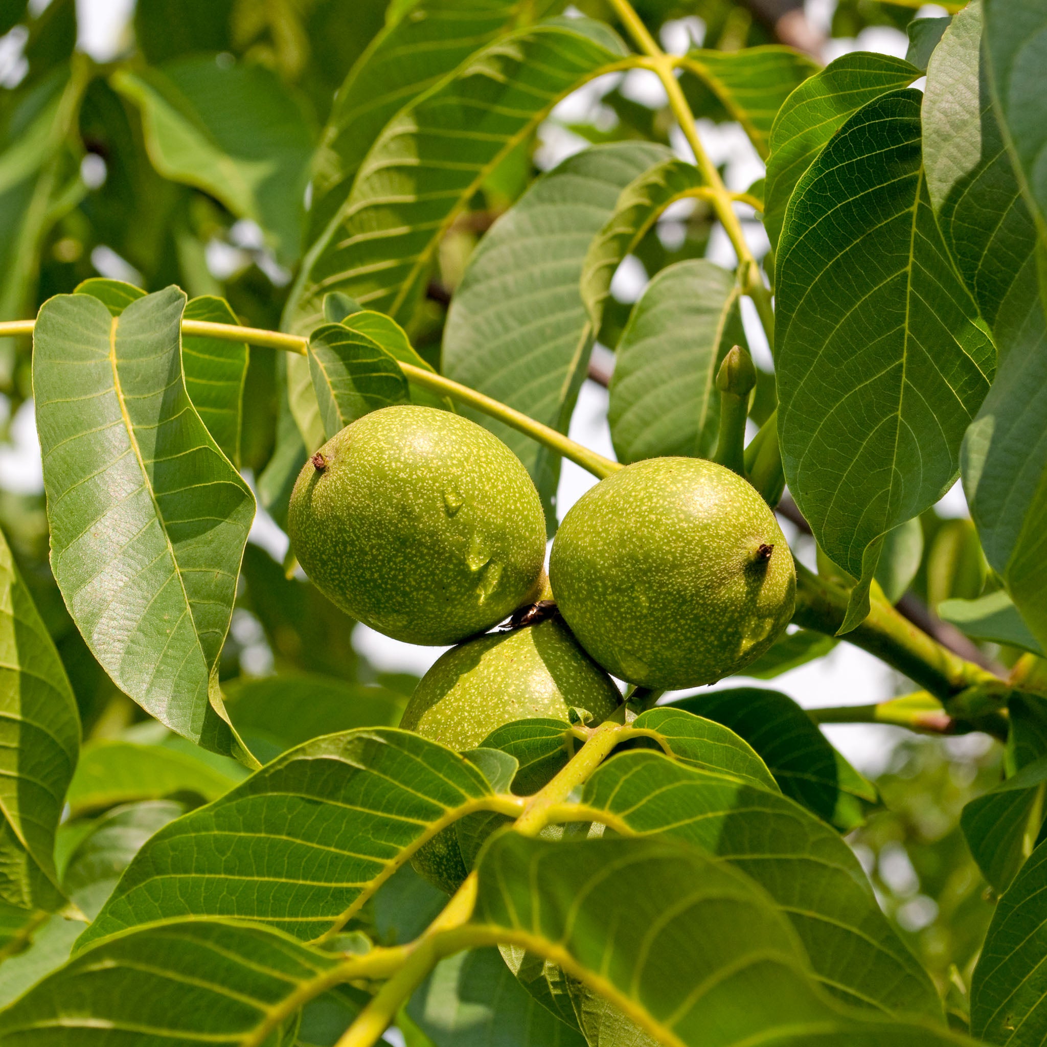 Walnuss 'Franquette'