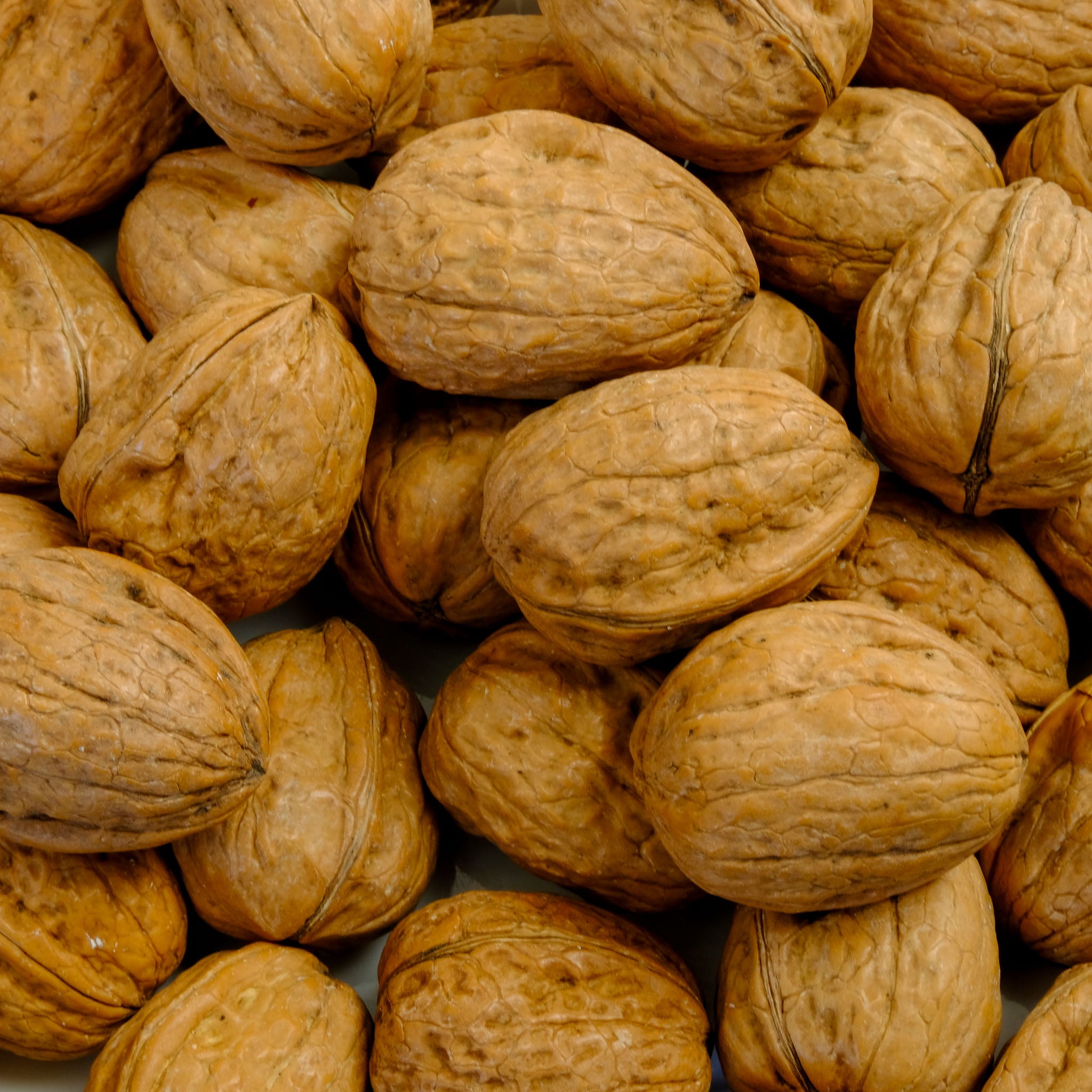 Walnuss 'Lara'