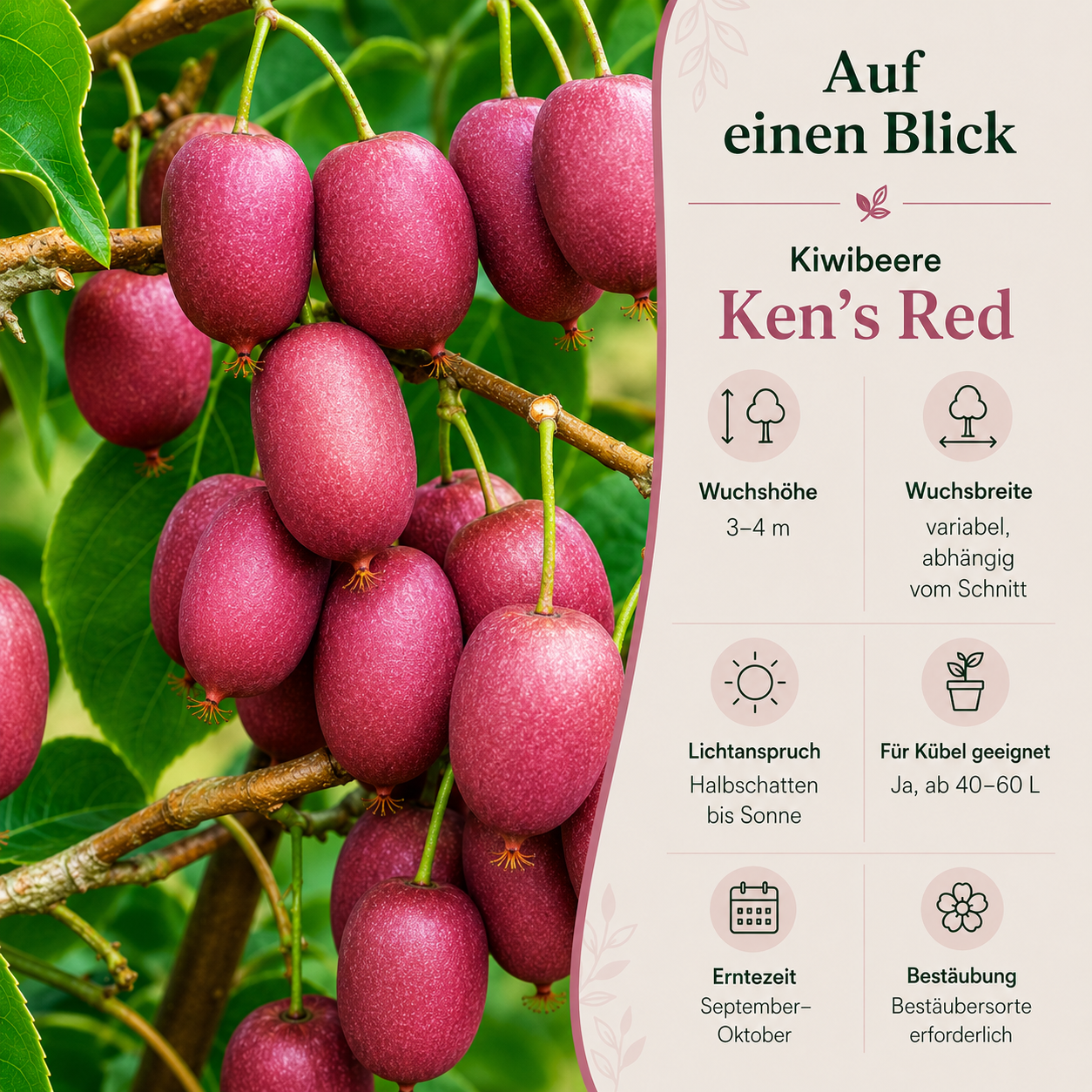 Kiwibeere 'Ken’s Red'