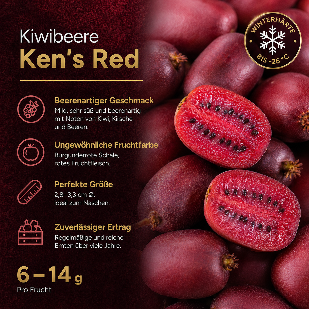 Kiwibeere 'Ken’s Red'
