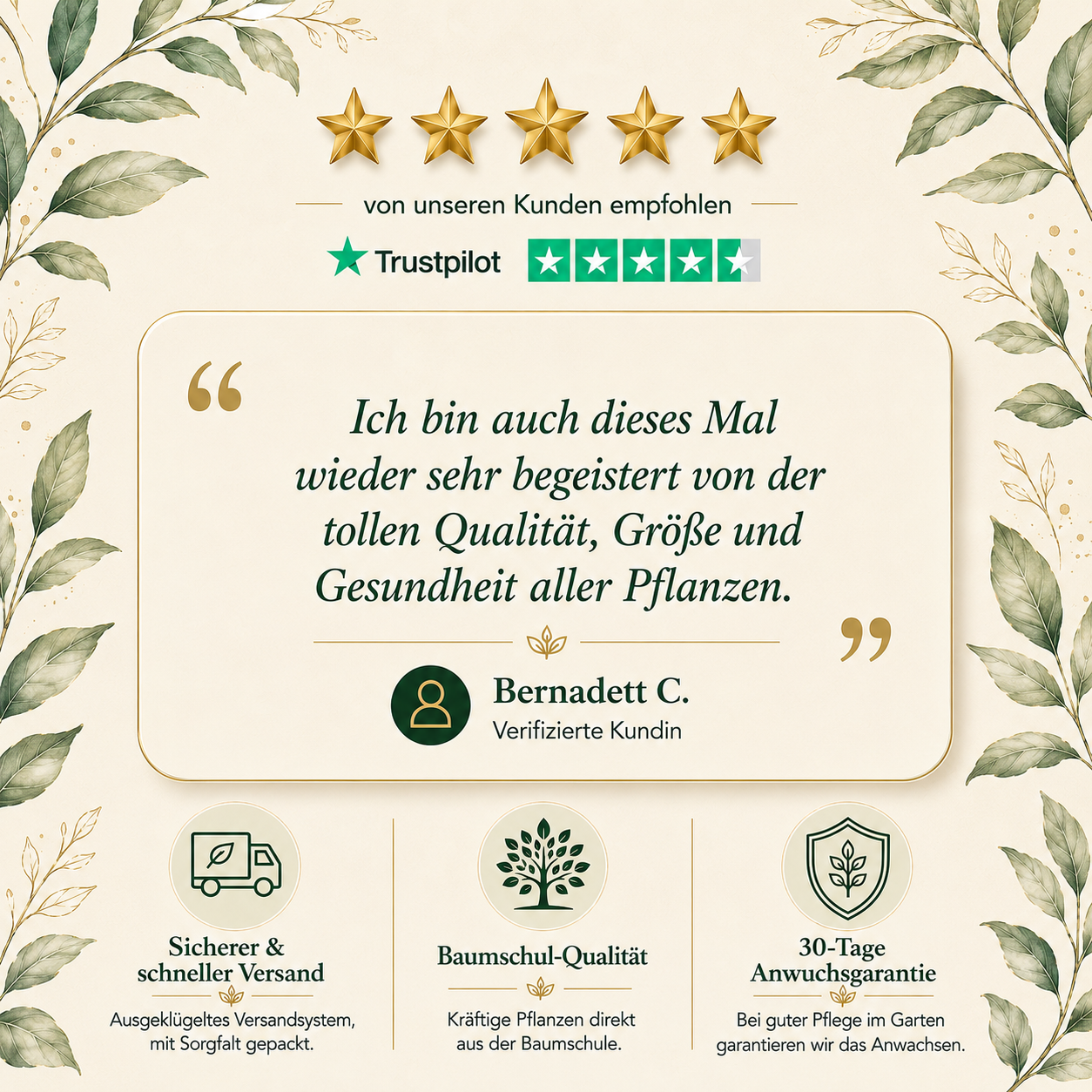 Granatapfel 'Acco'