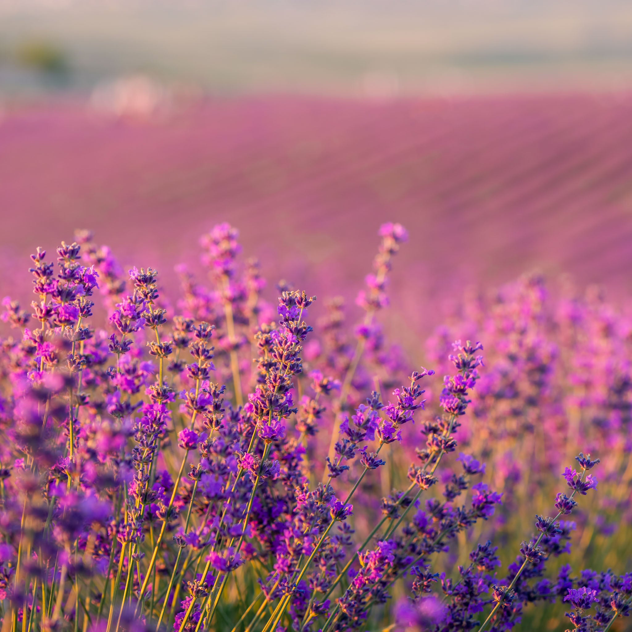 Lavendel 'Rosea'