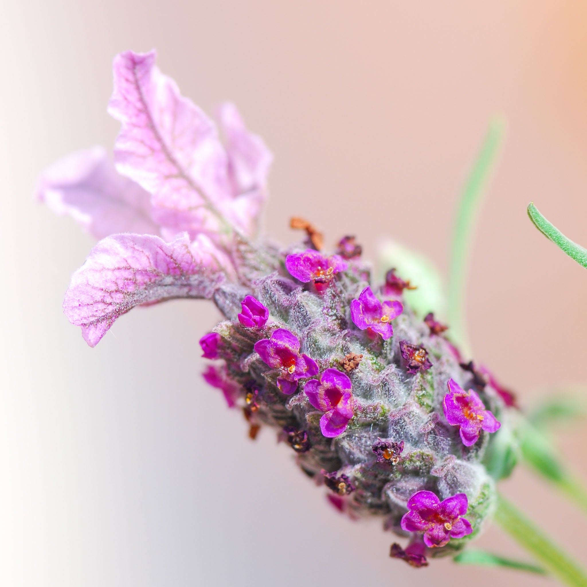 Lavendel 'Rosea'