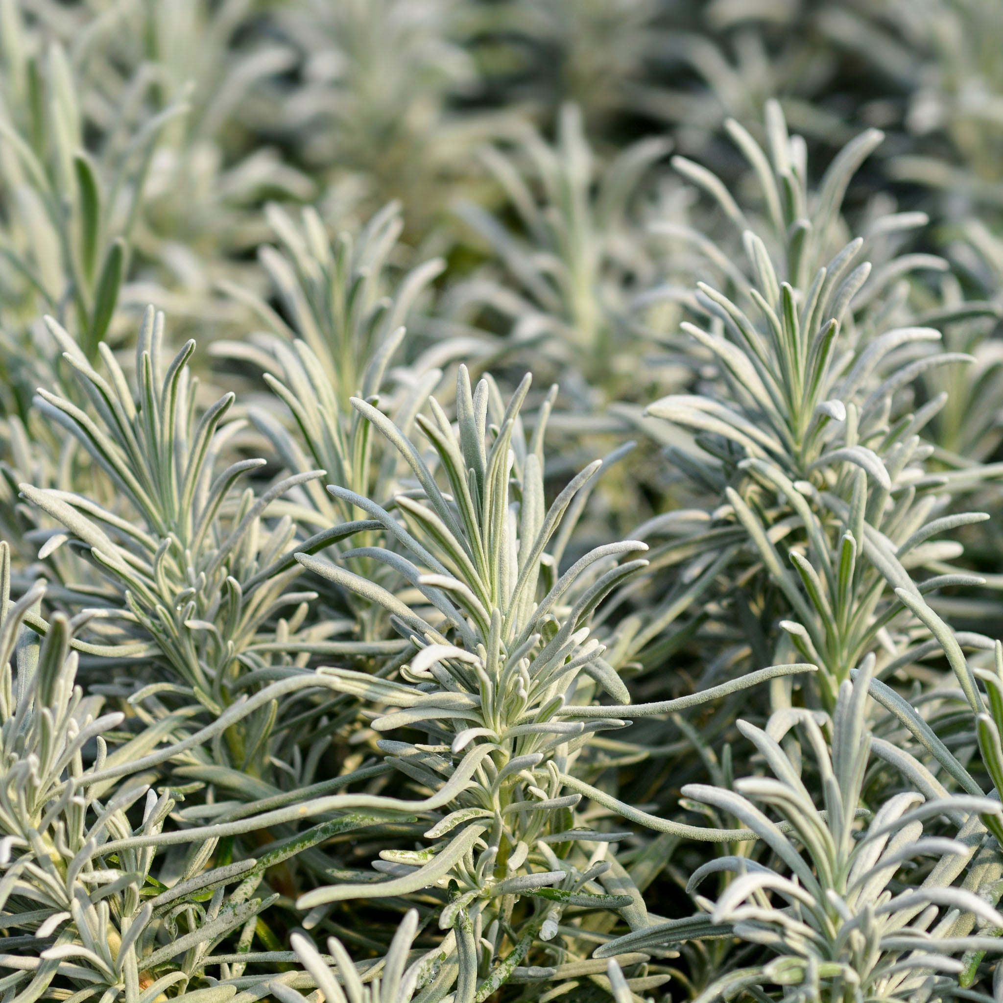 Lavendel 'Rosea'