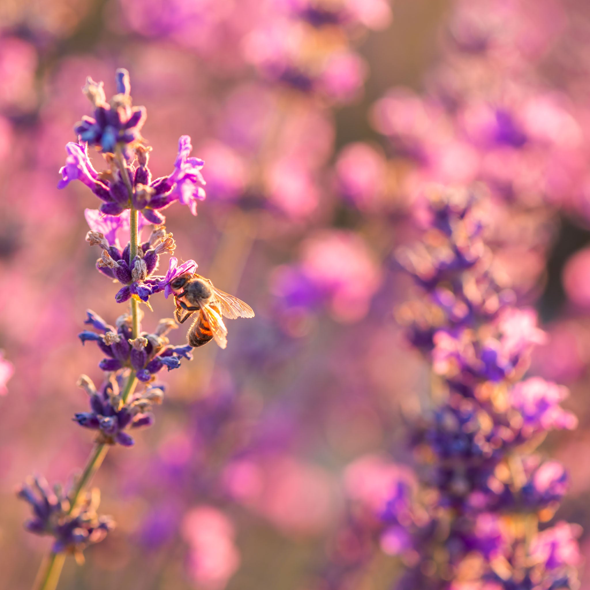 Lavendel 'Rosea'