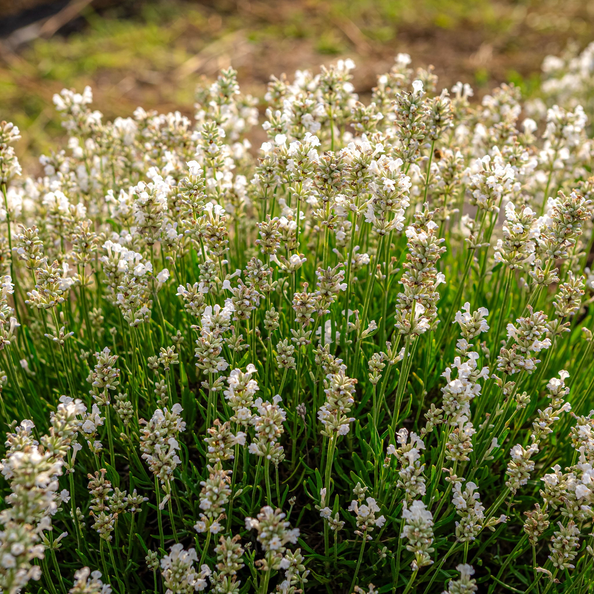 Lavendel 'Edelweiss'