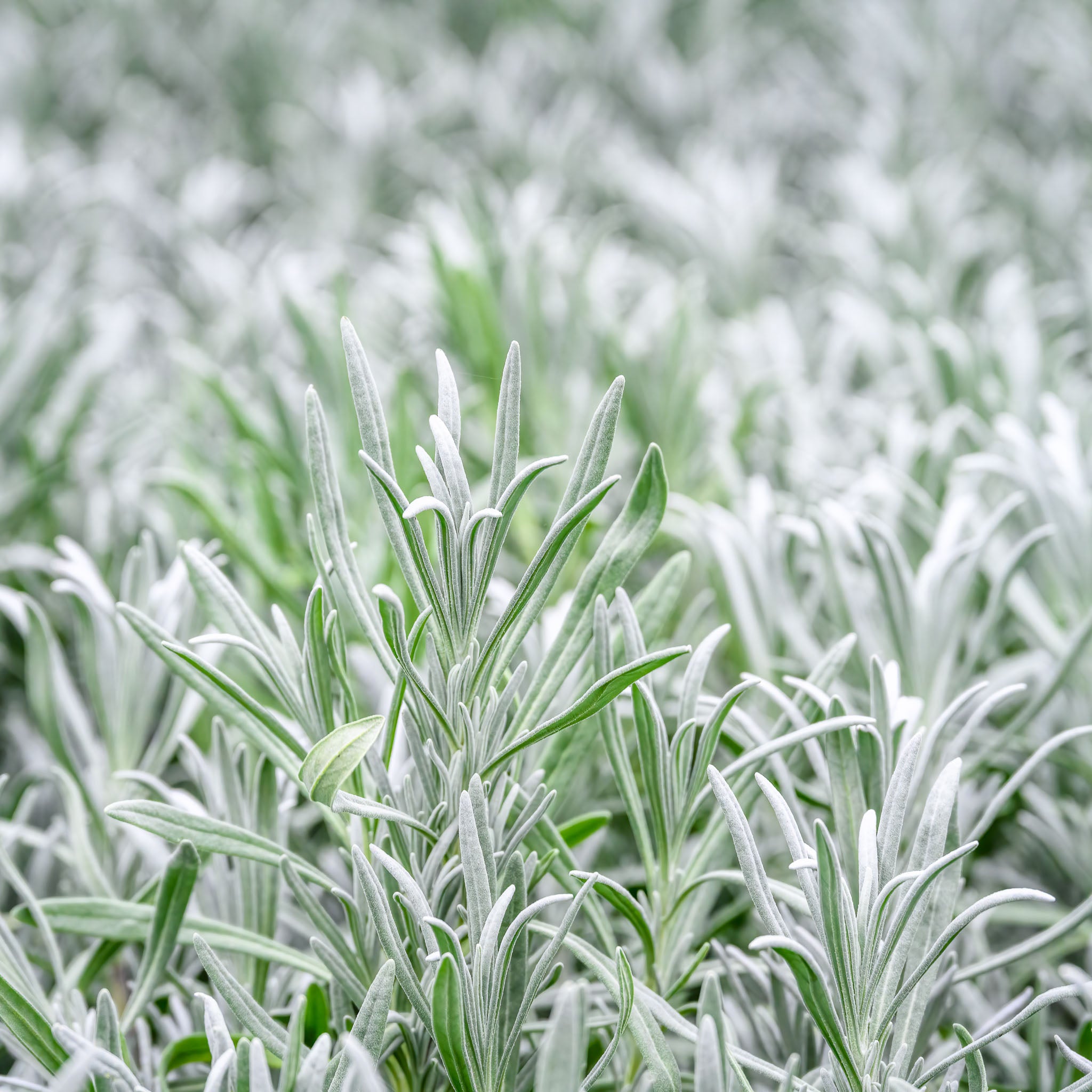 Lavendel 'Edelweiss'