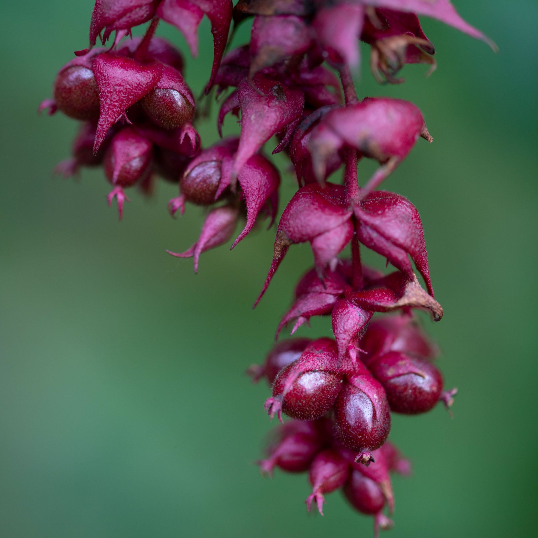 Karamellbeere 'Purple Rain'